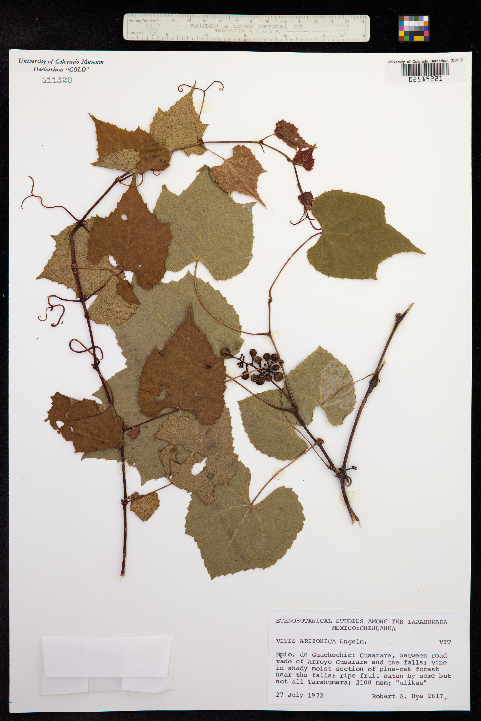 Vitis arizonica image