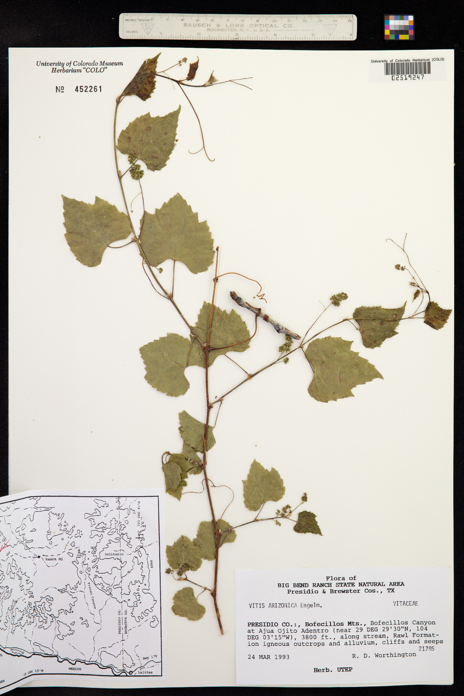Vitis arizonica image