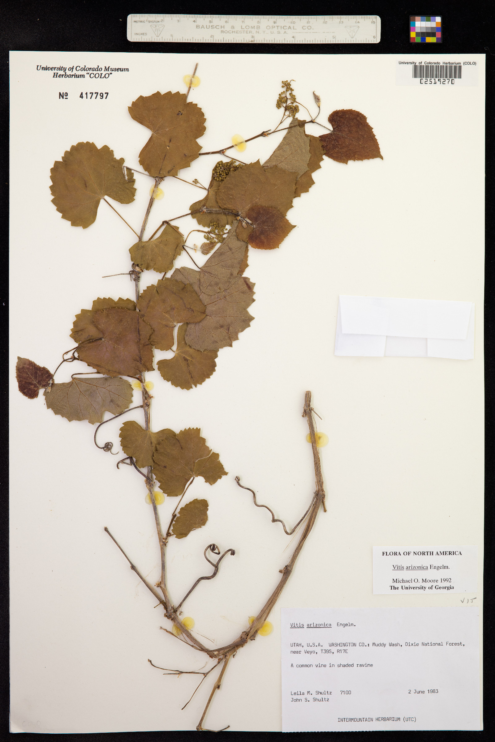 Vitis arizonica image