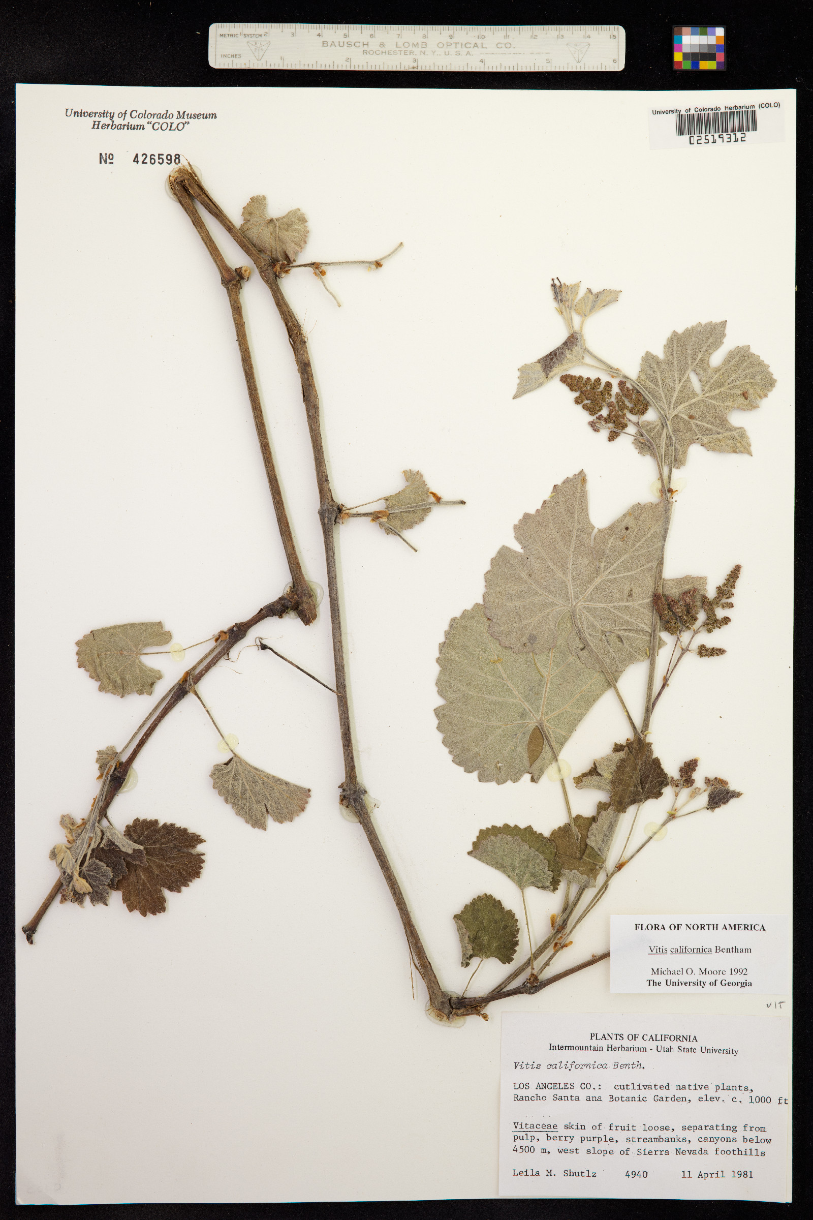 Vitis californica image