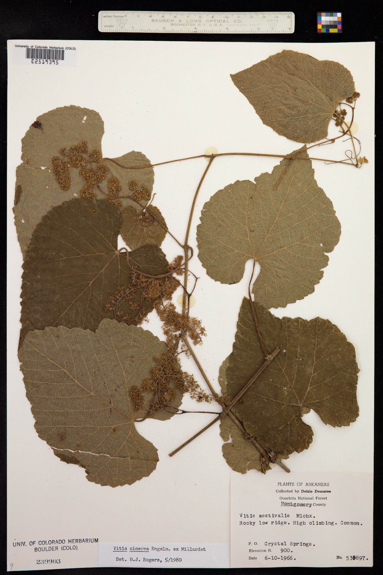 Vitis cinerea image