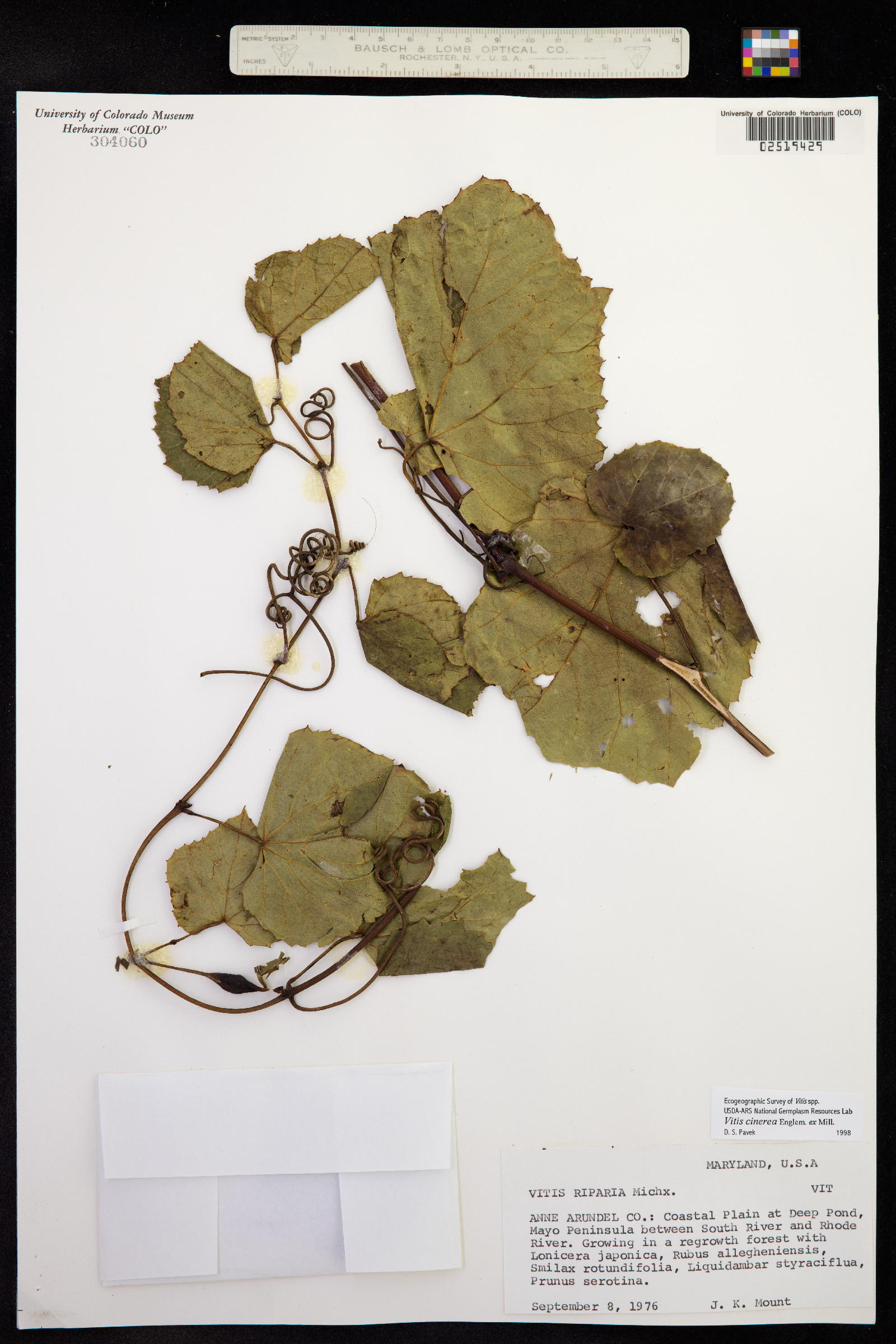 Vitis cinerea image