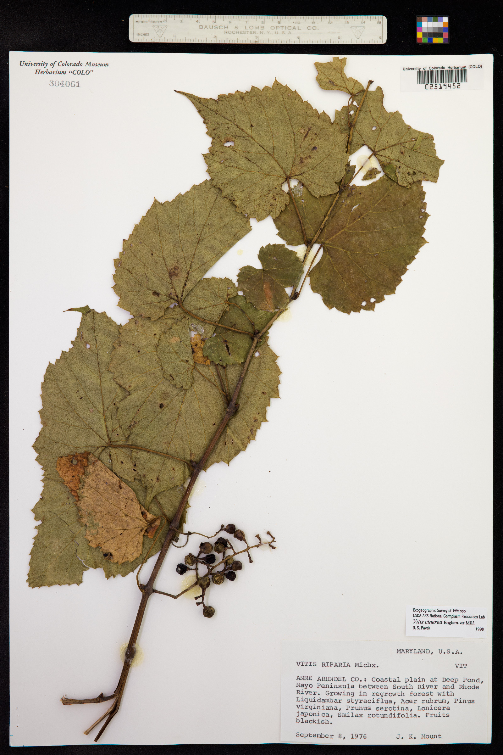 Vitis cinerea image