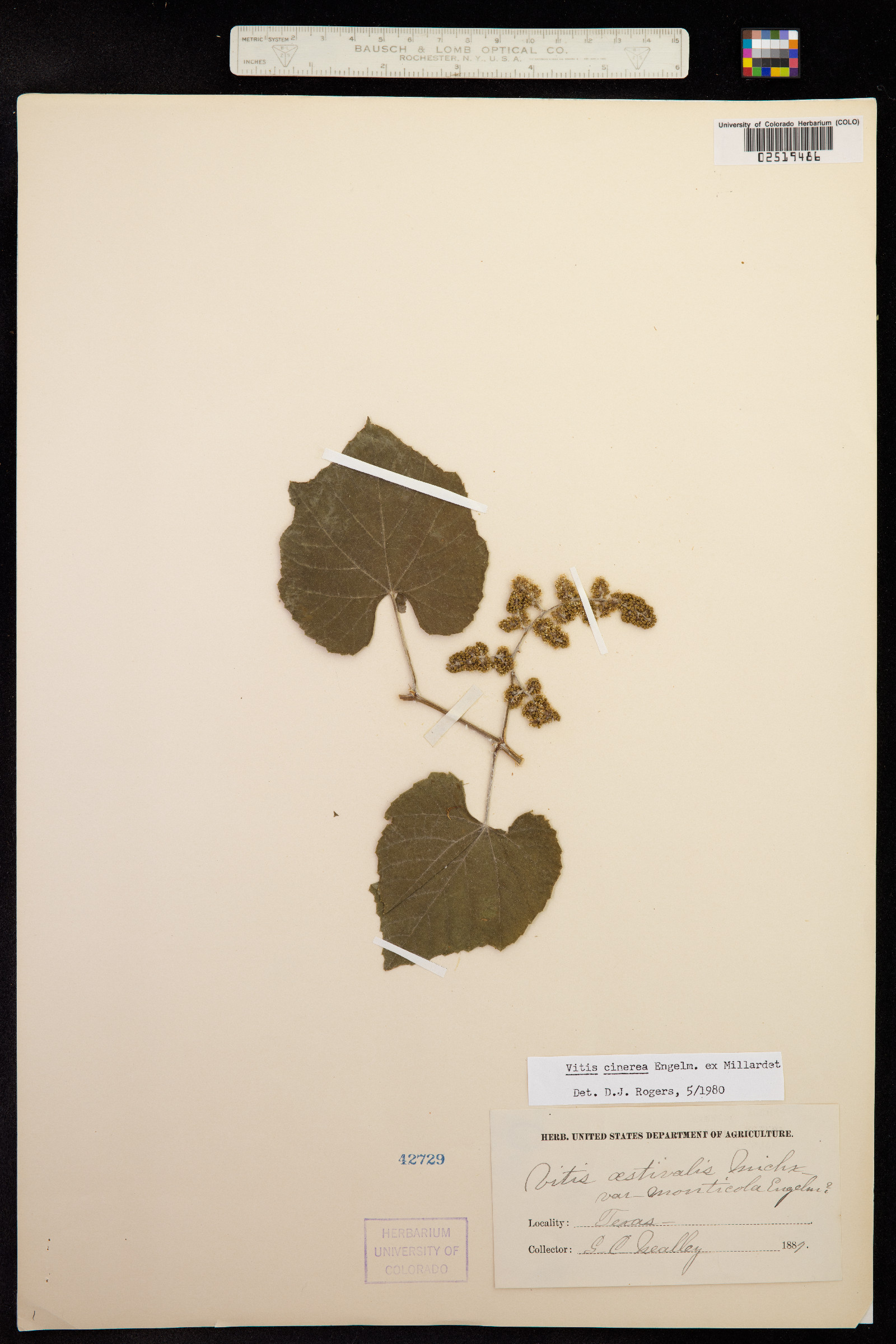 Vitis cinerea image