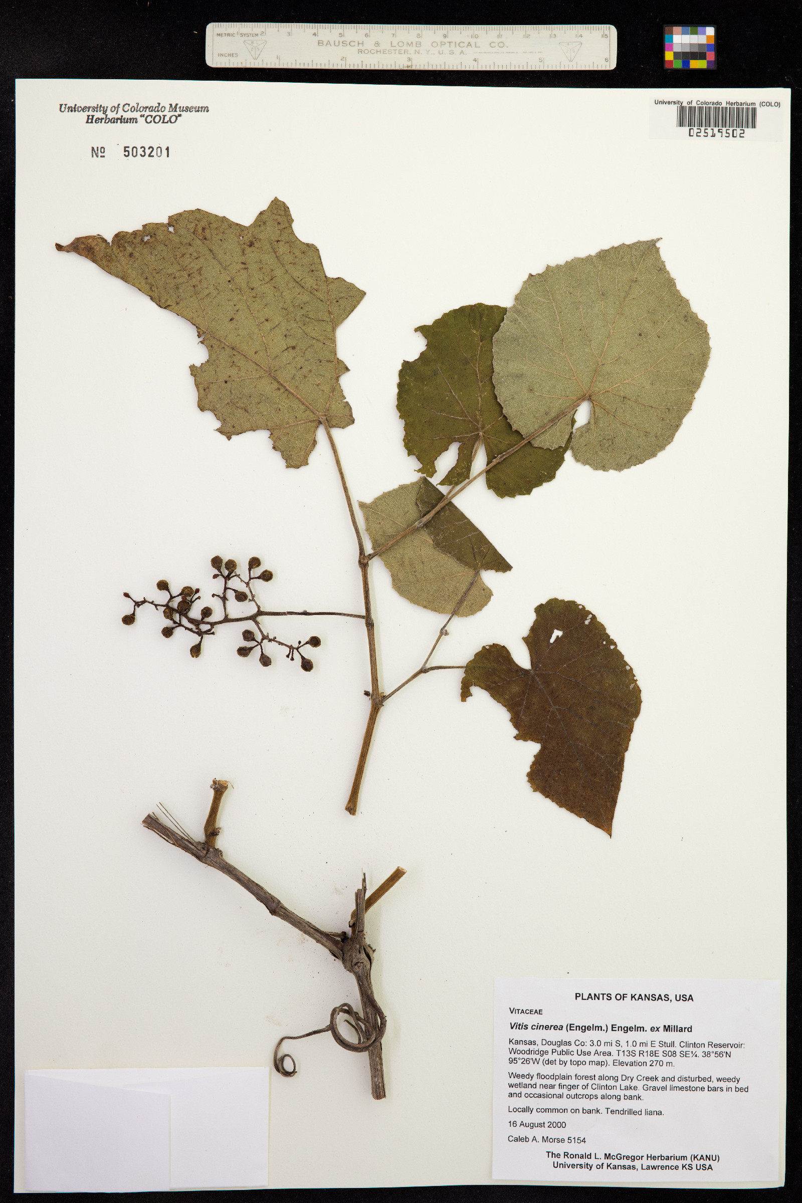 Vitis cinerea image