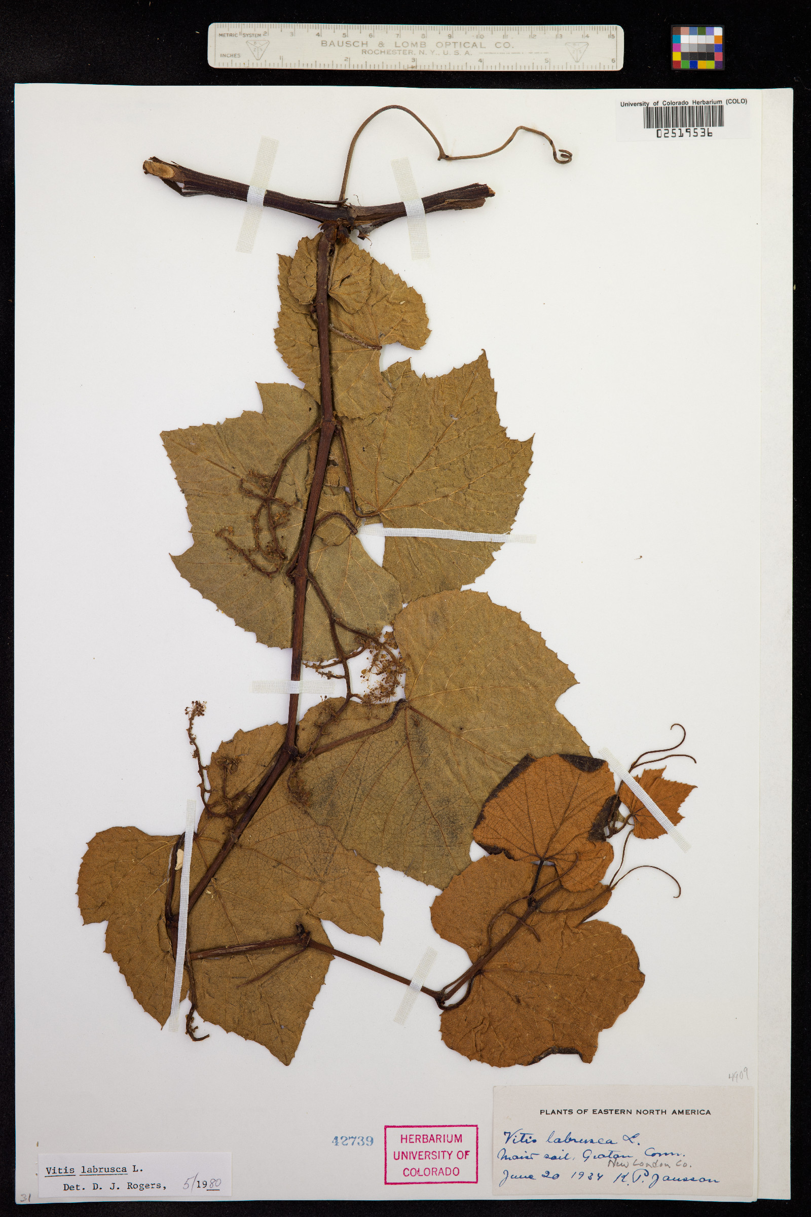 Vitis labrusca image
