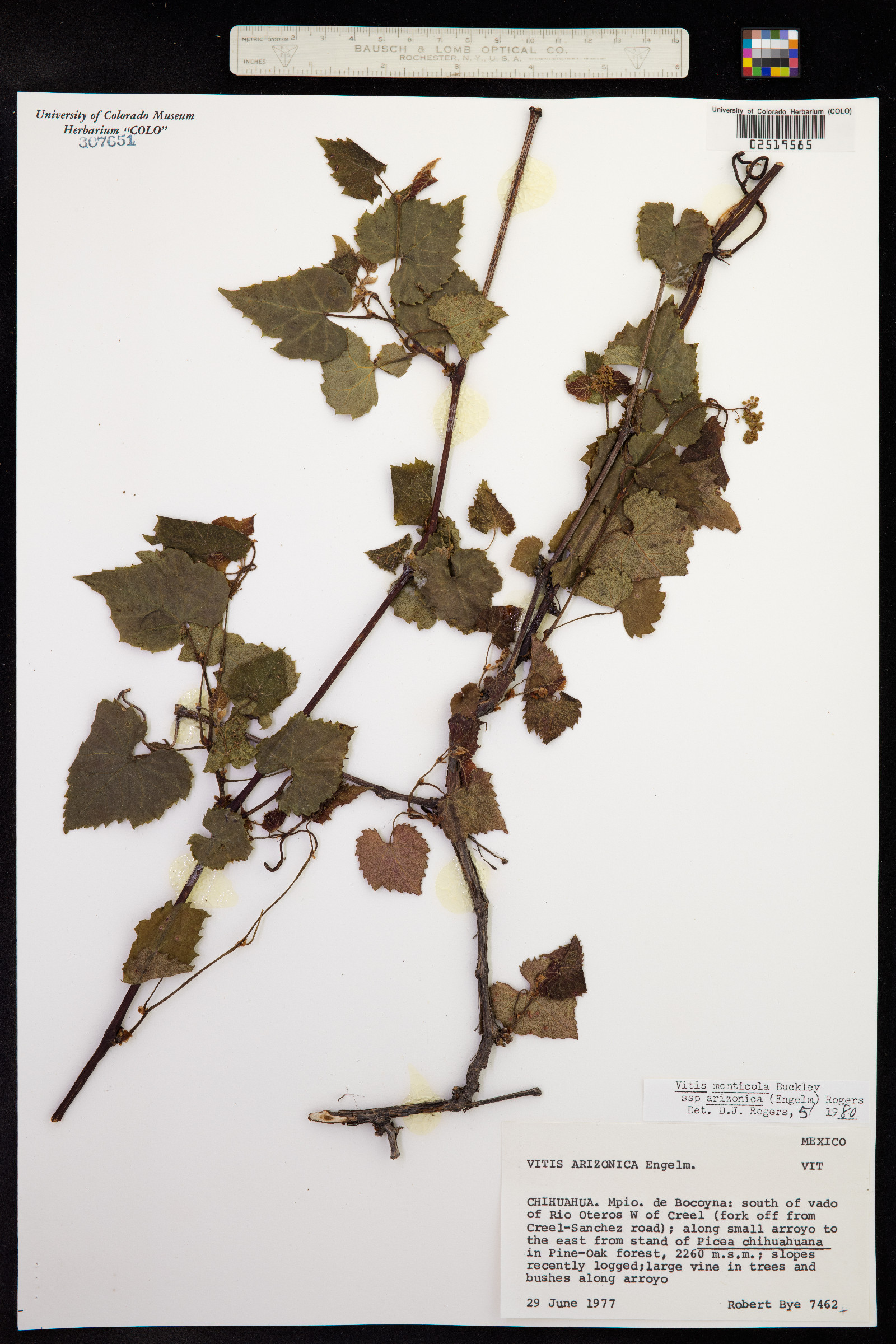 Vitis monticola image