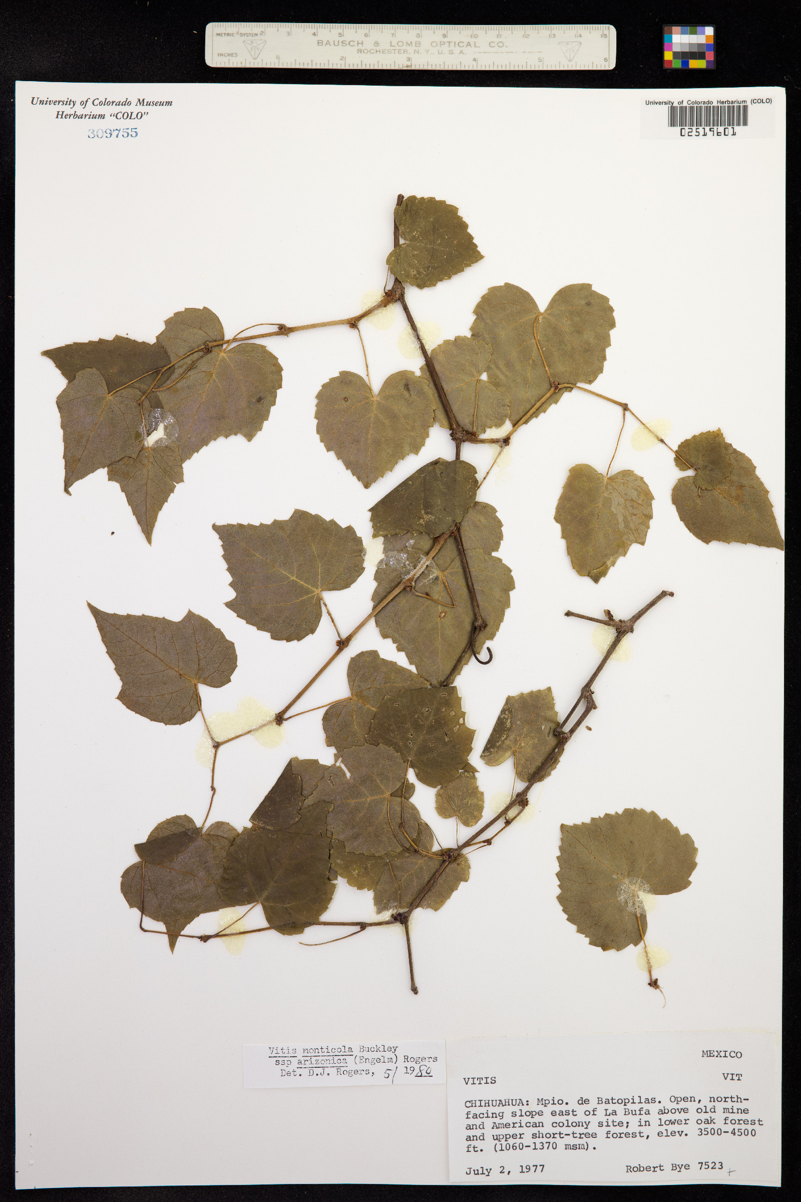 Vitis monticola image