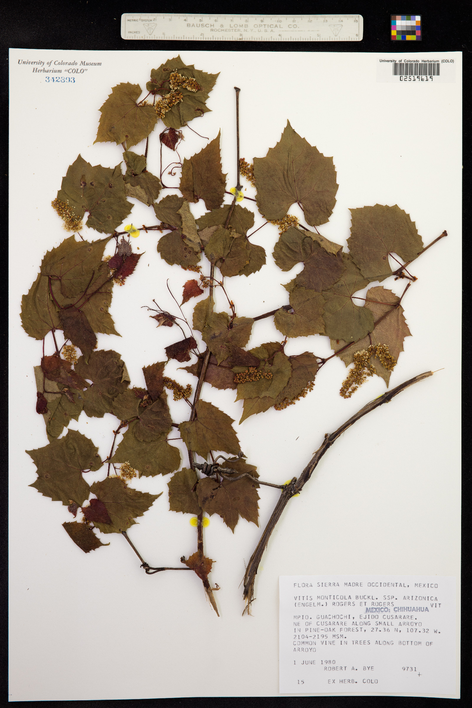 Vitis monticola image