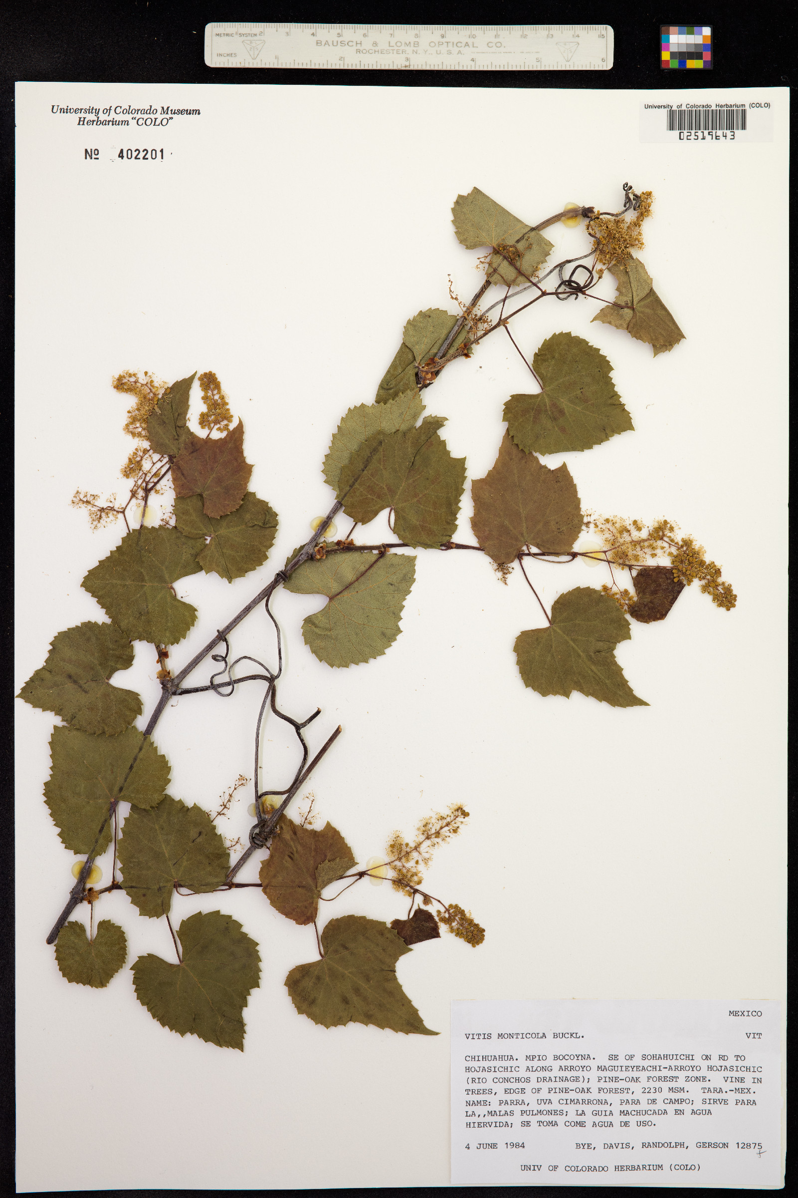 Vitis monticola image