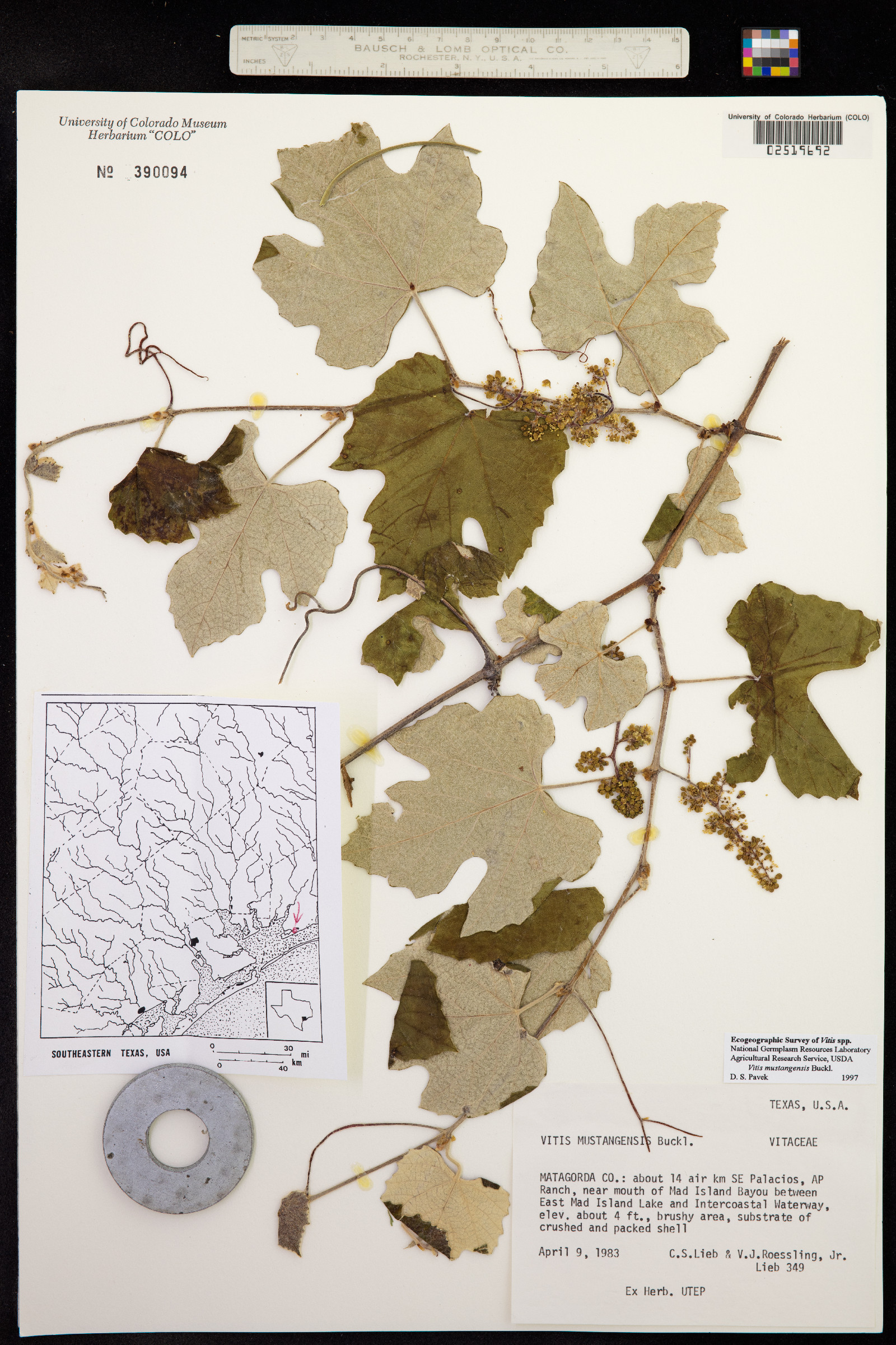 Vitis mustangensis image