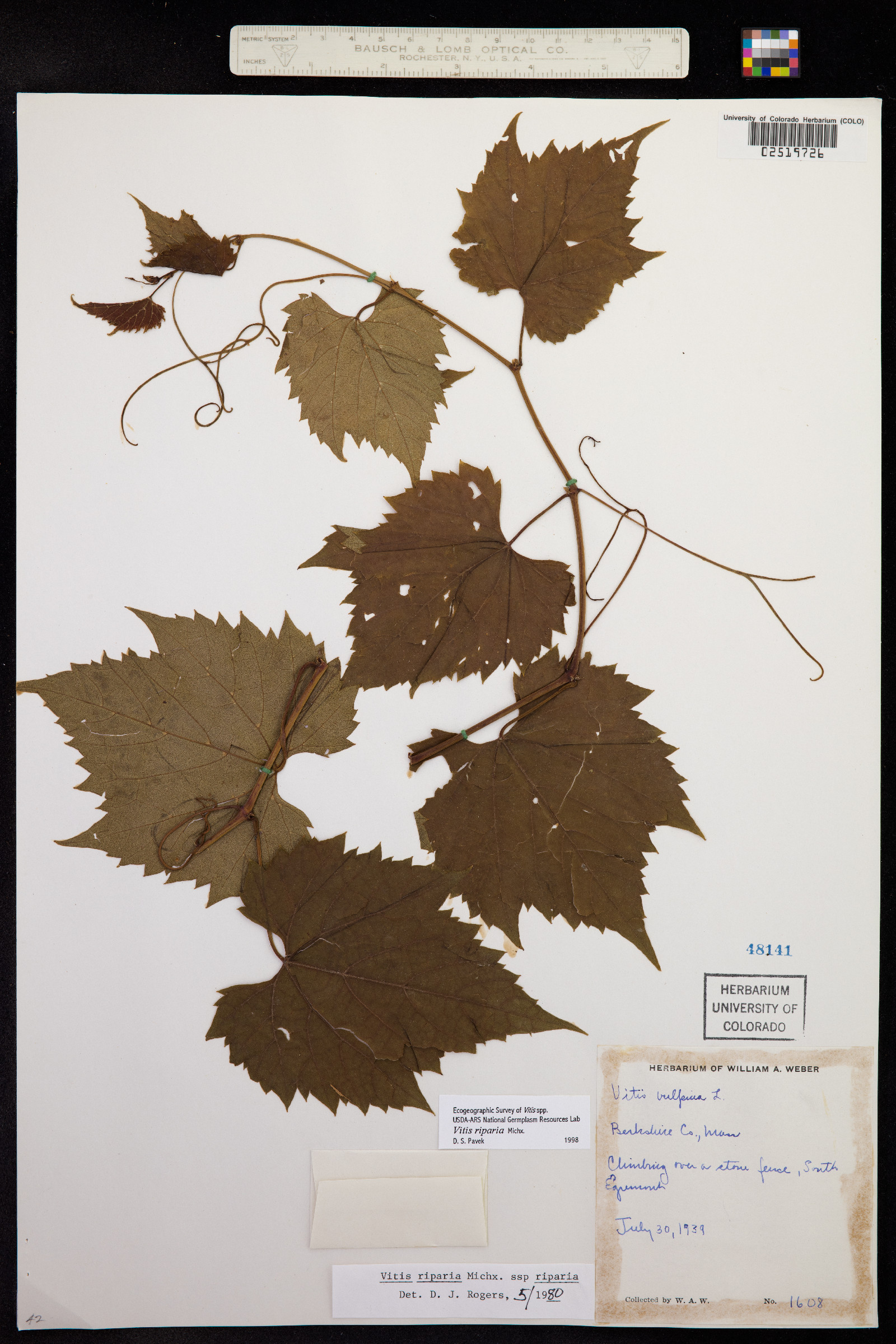 Vitis riparia image