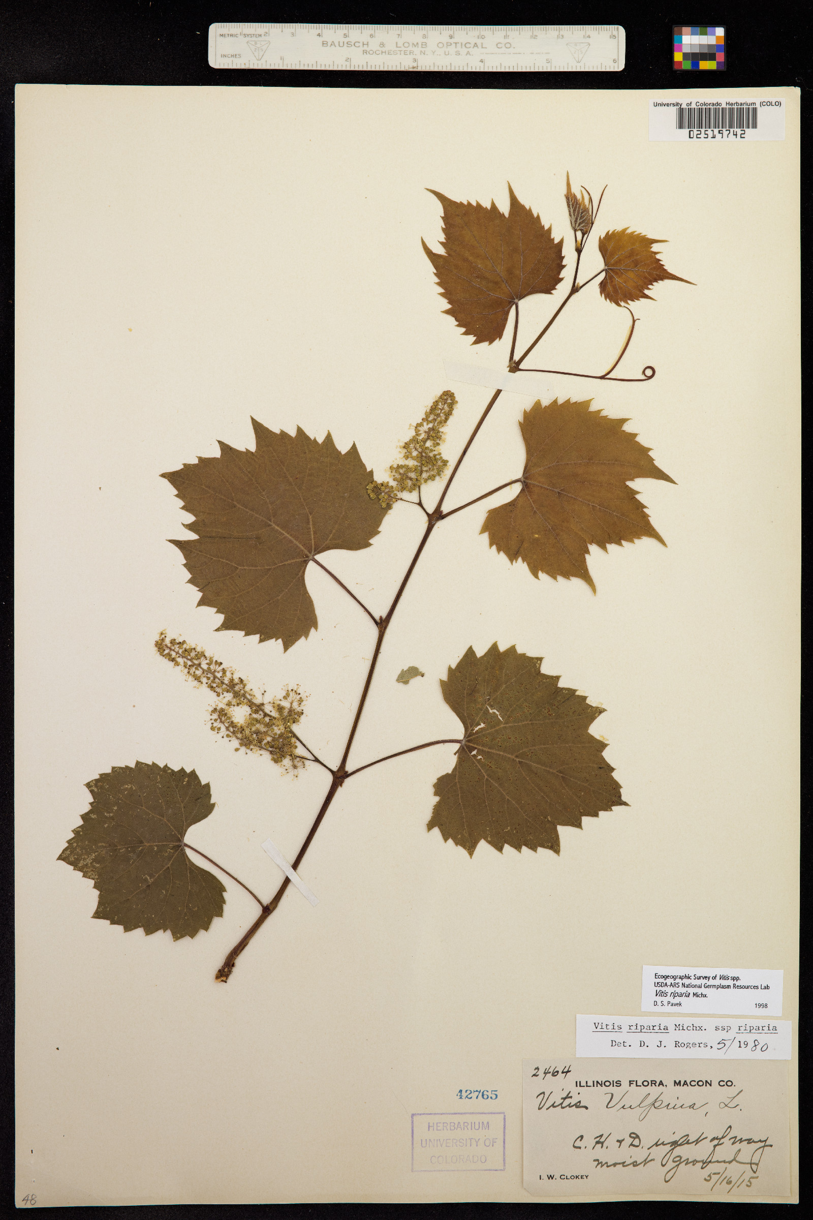 Vitis riparia image