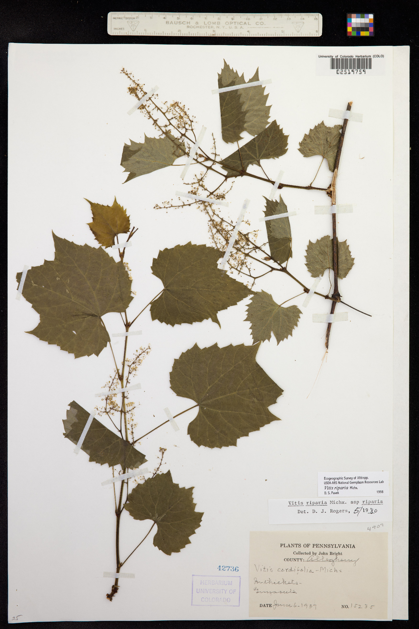 Vitis riparia image