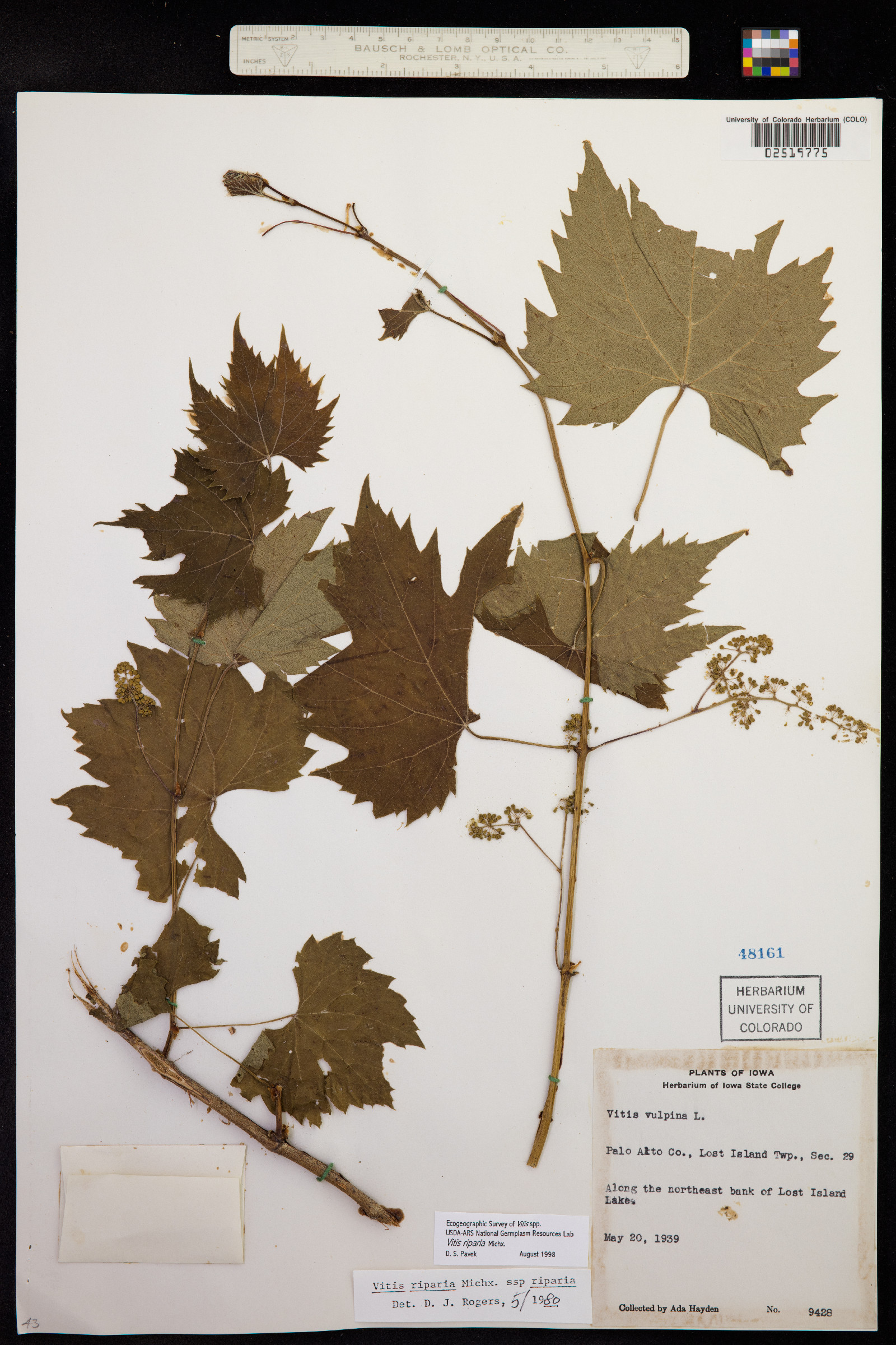 Vitis riparia image