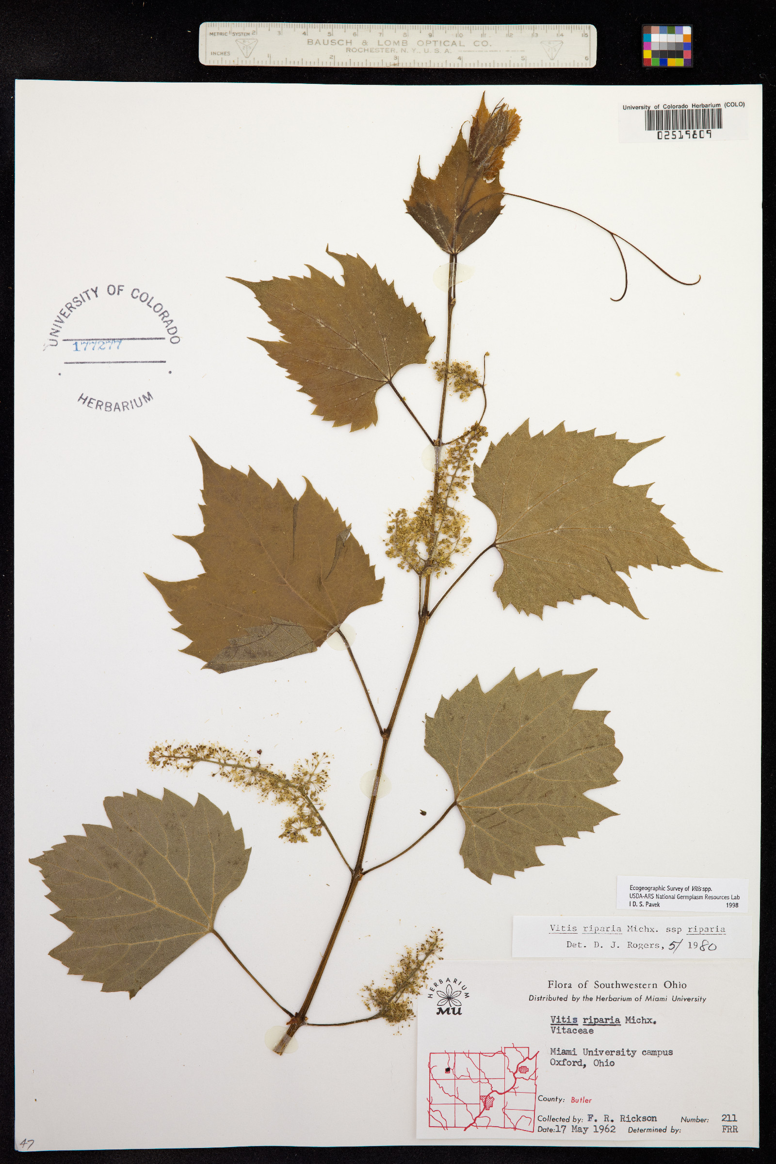 Vitis riparia image