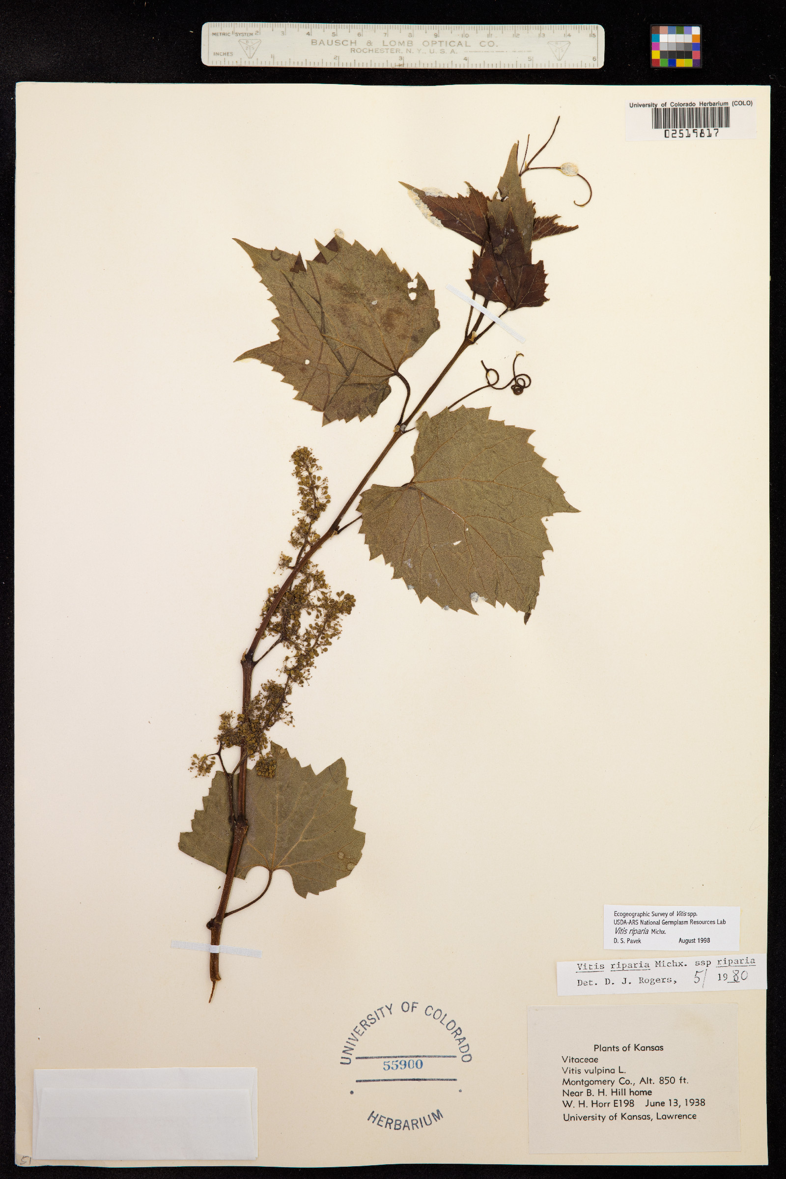 Vitis riparia image