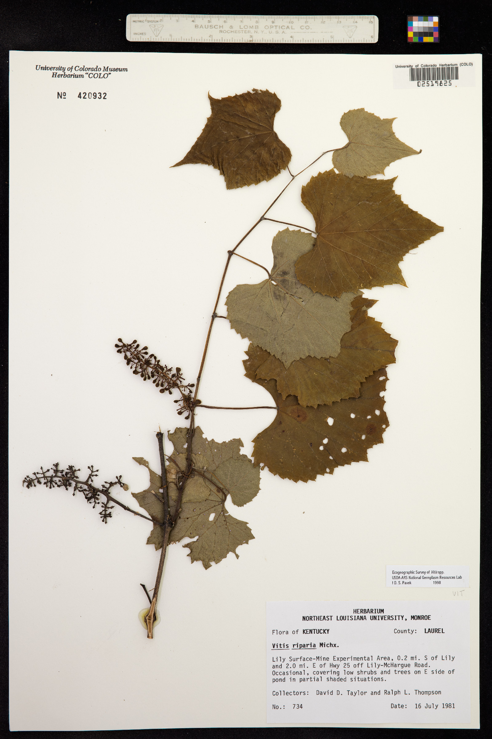 Vitis riparia image