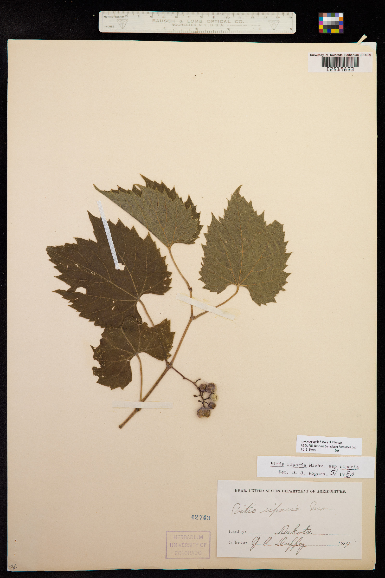 Vitis riparia image