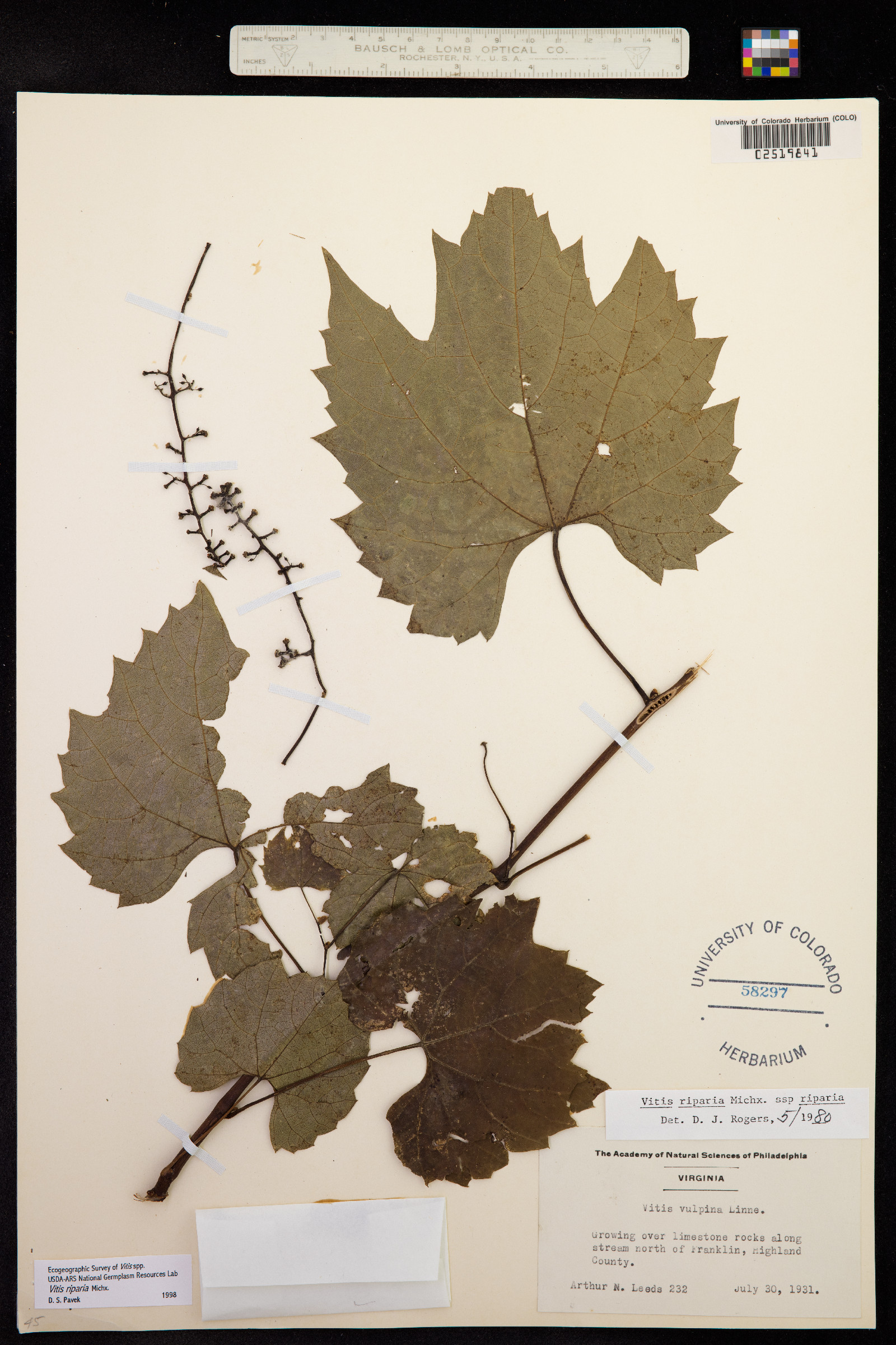Vitis riparia image