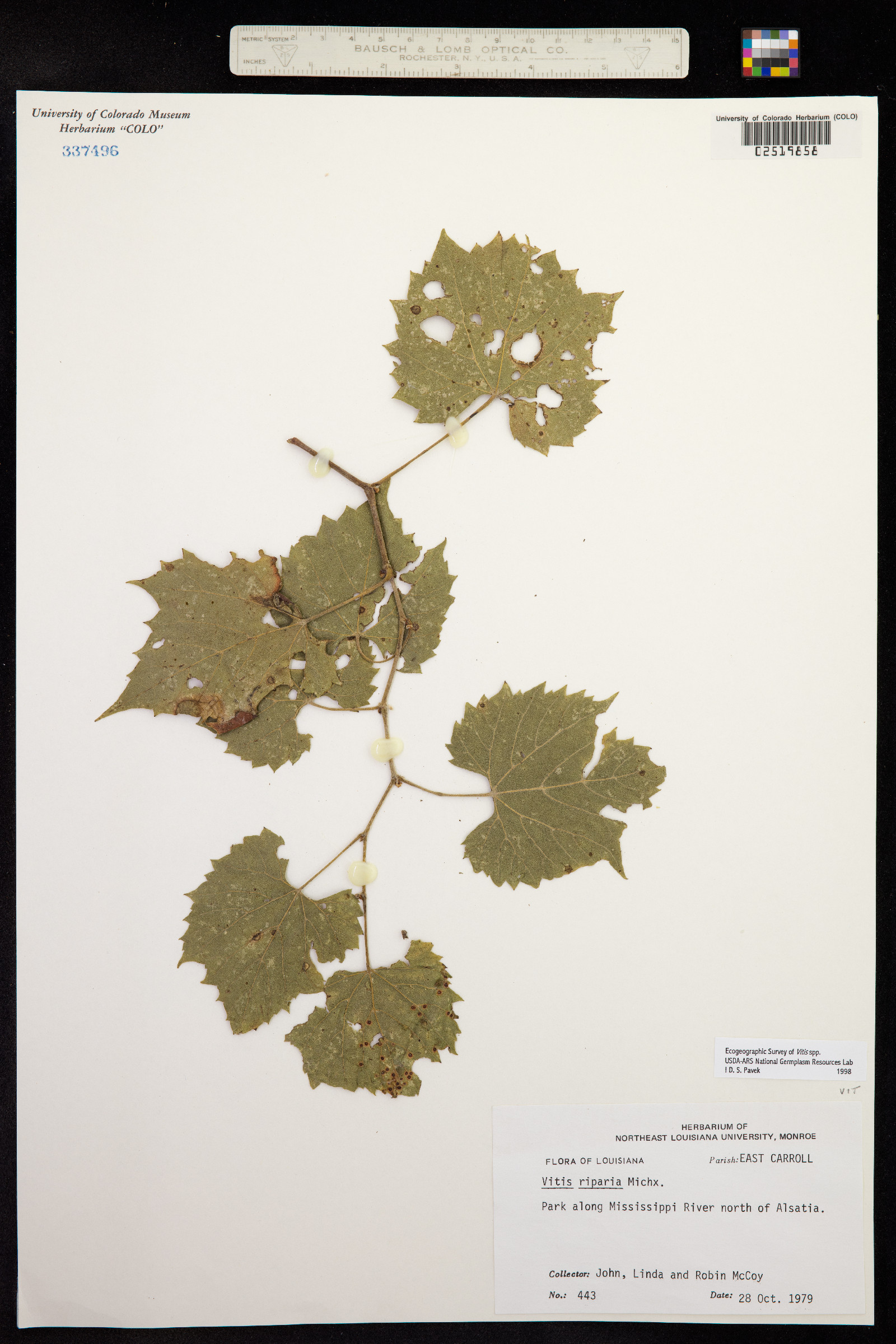 Vitis riparia image