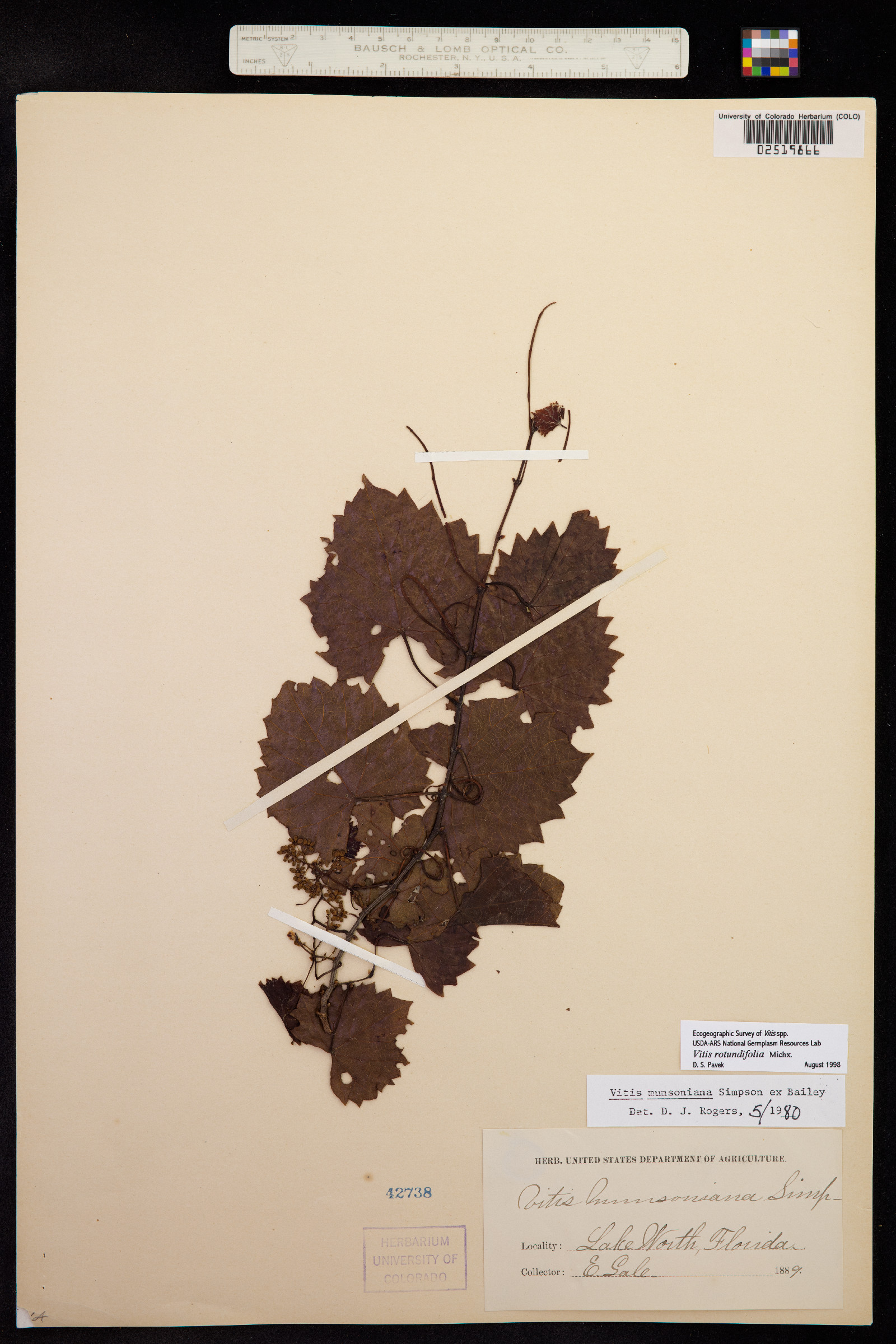 Vitis rotundifolia image