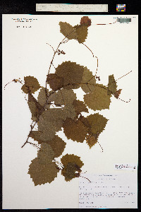 Image of Vitis rotundifolia