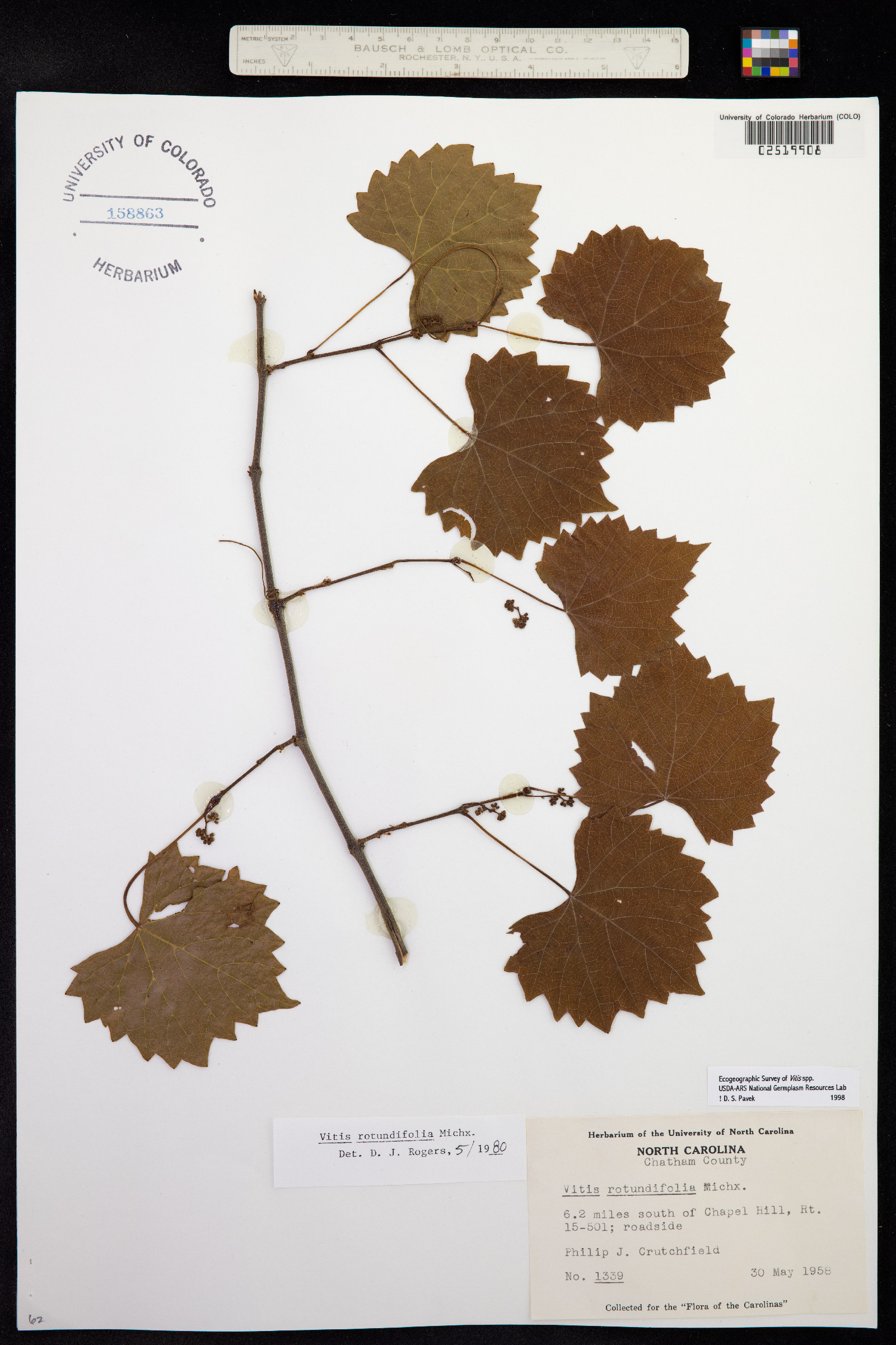 Vitis rotundifolia image