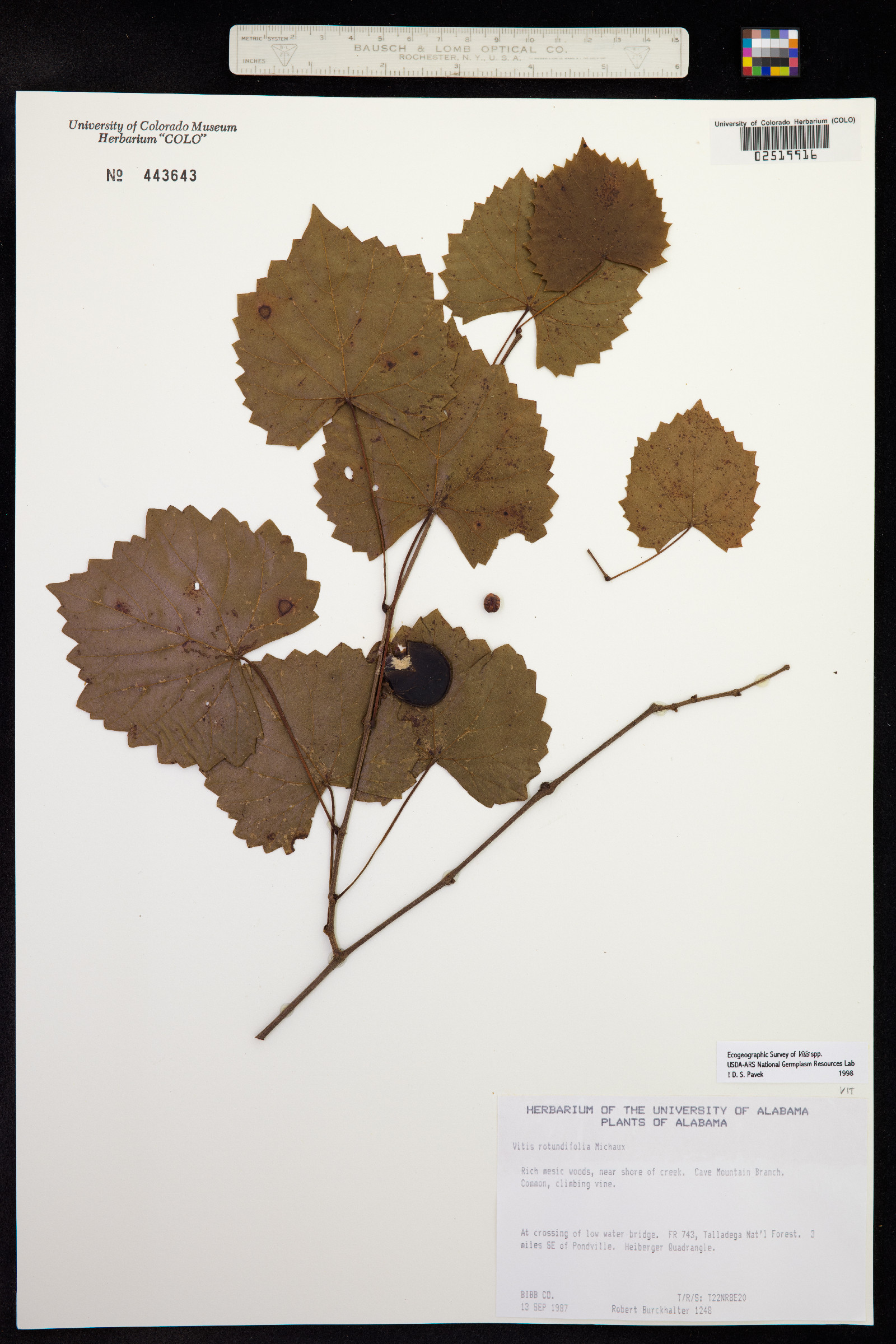 Vitis rotundifolia image