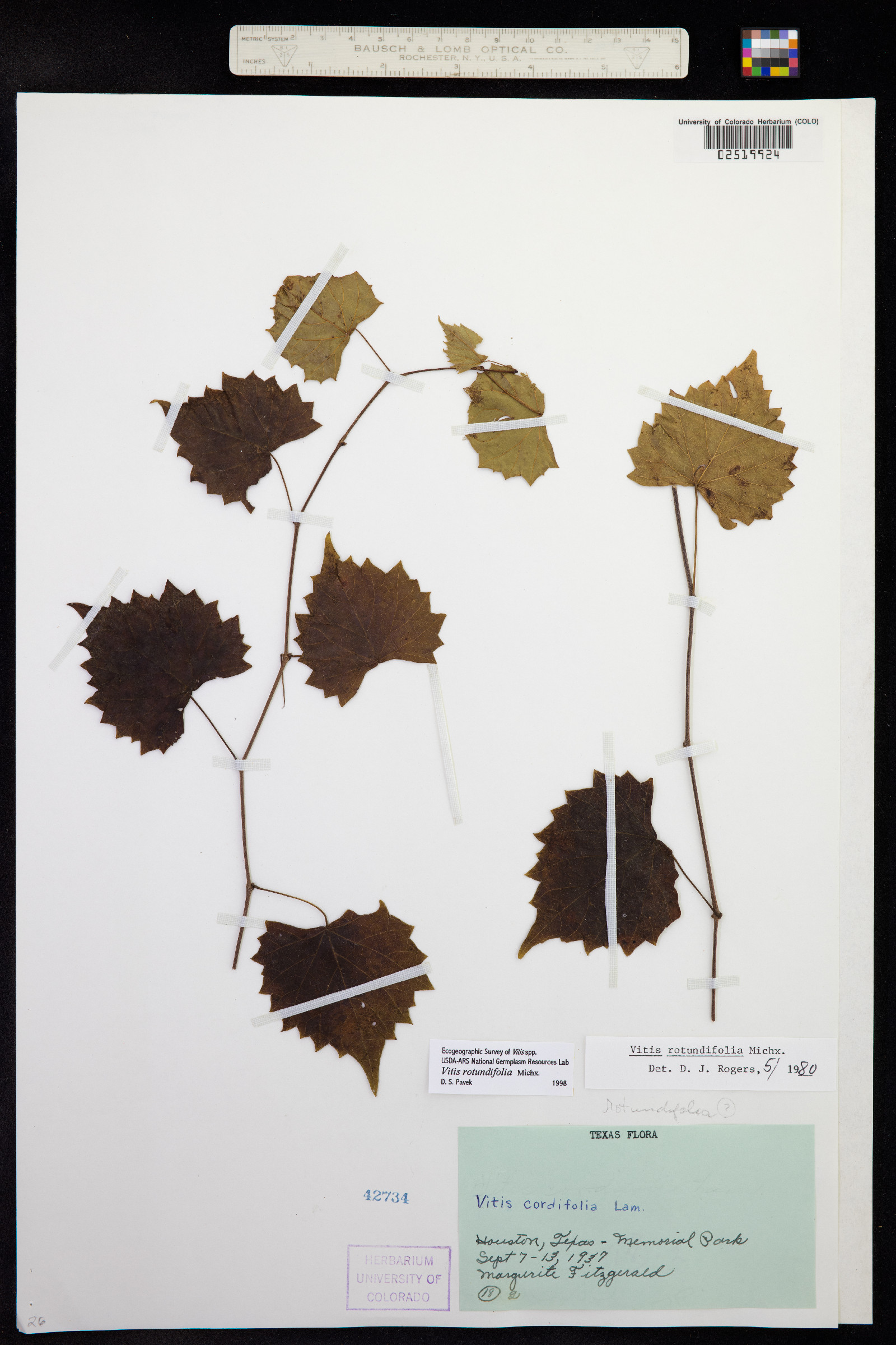 Vitis rotundifolia image