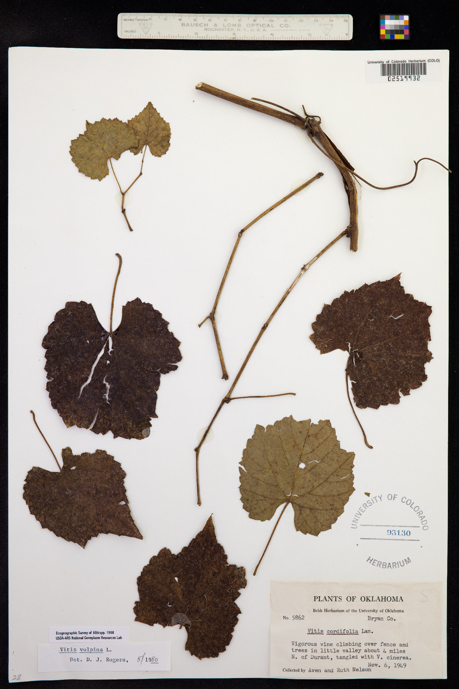 Vitis vulpina image