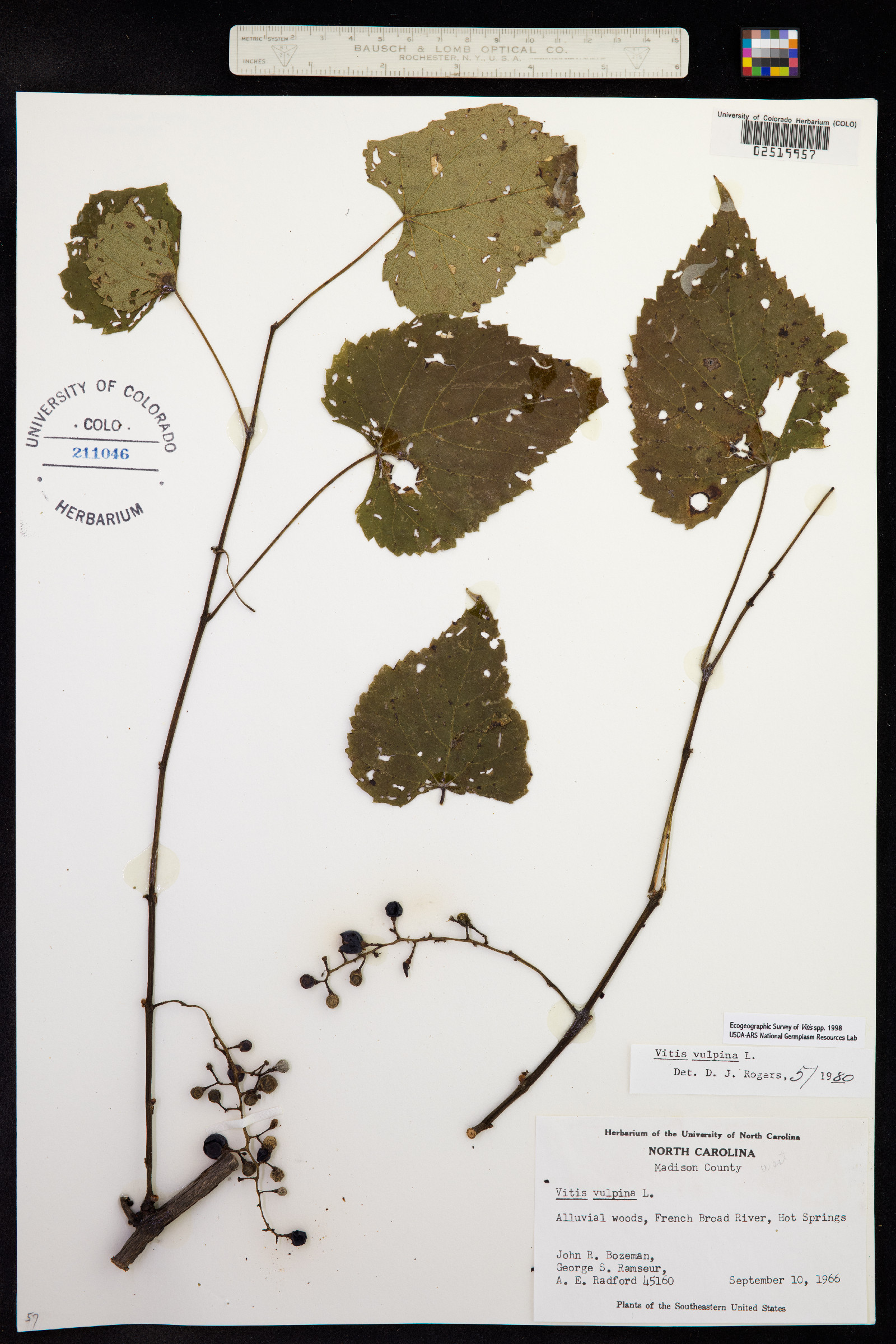 Vitis vulpina image