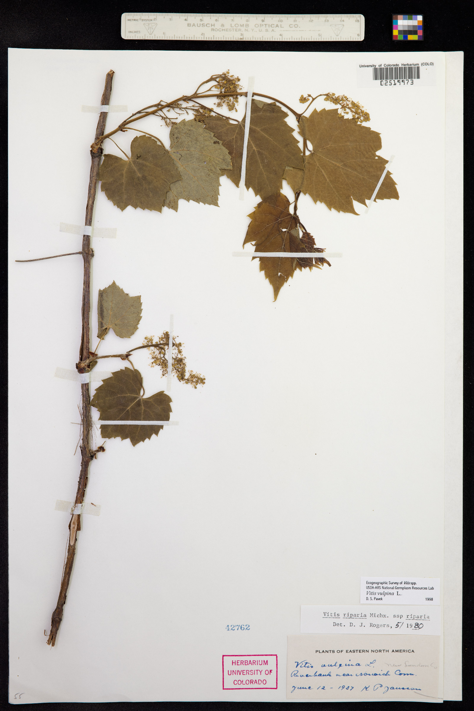 Vitis vulpina image