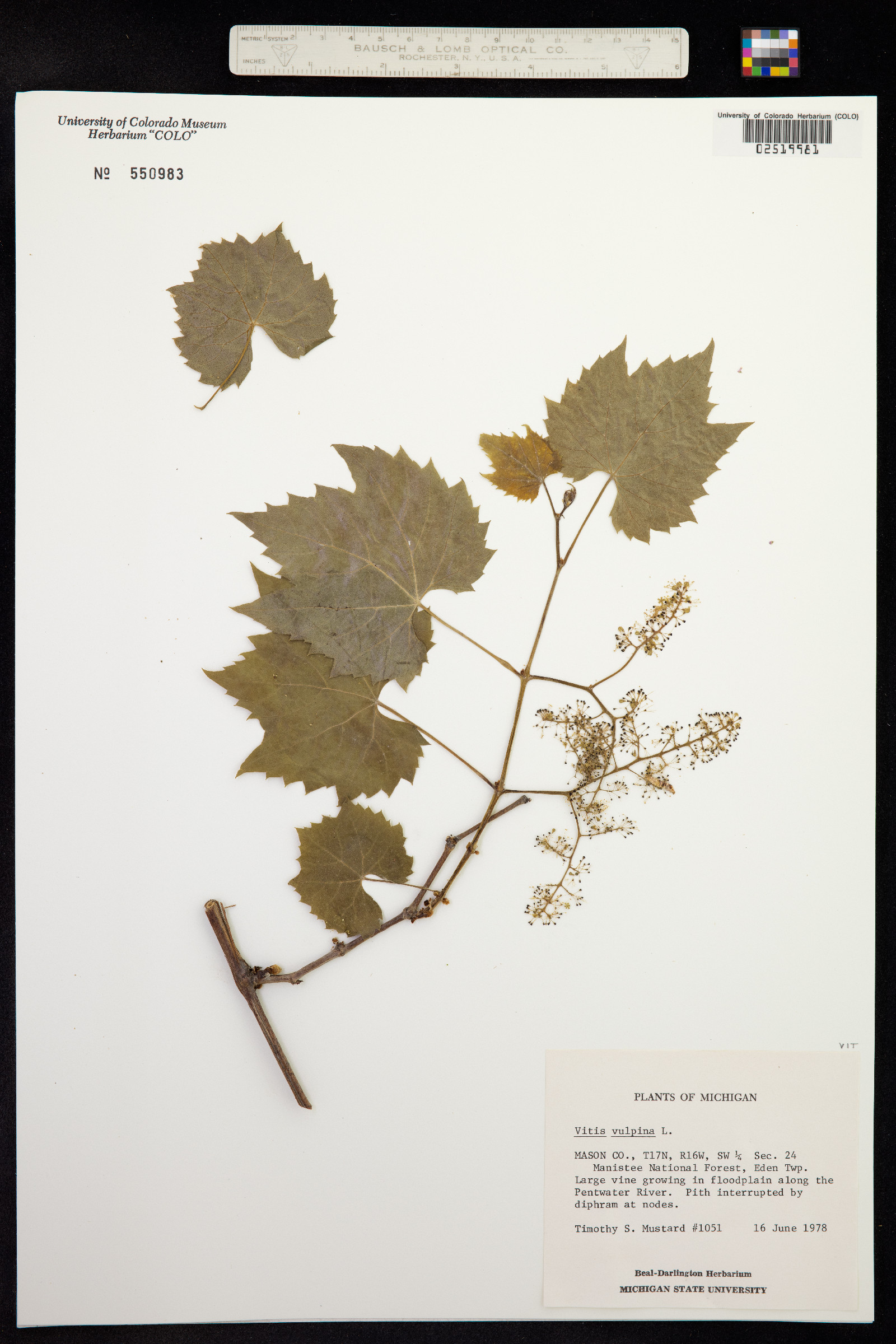 Vitis vulpina image