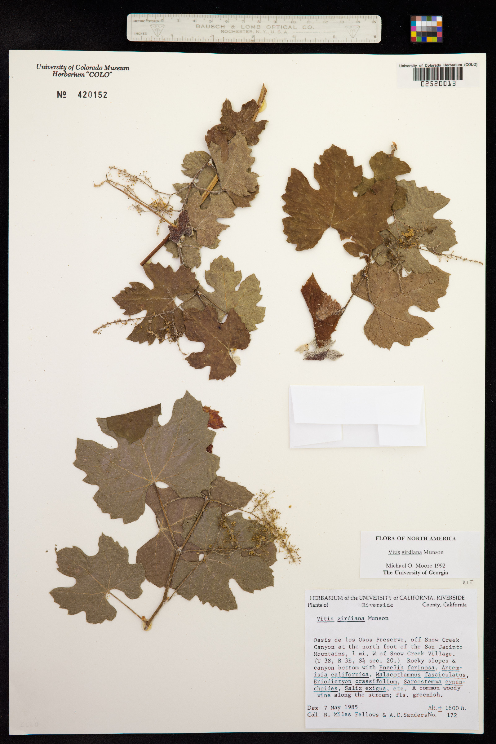 Vitis giradiana image