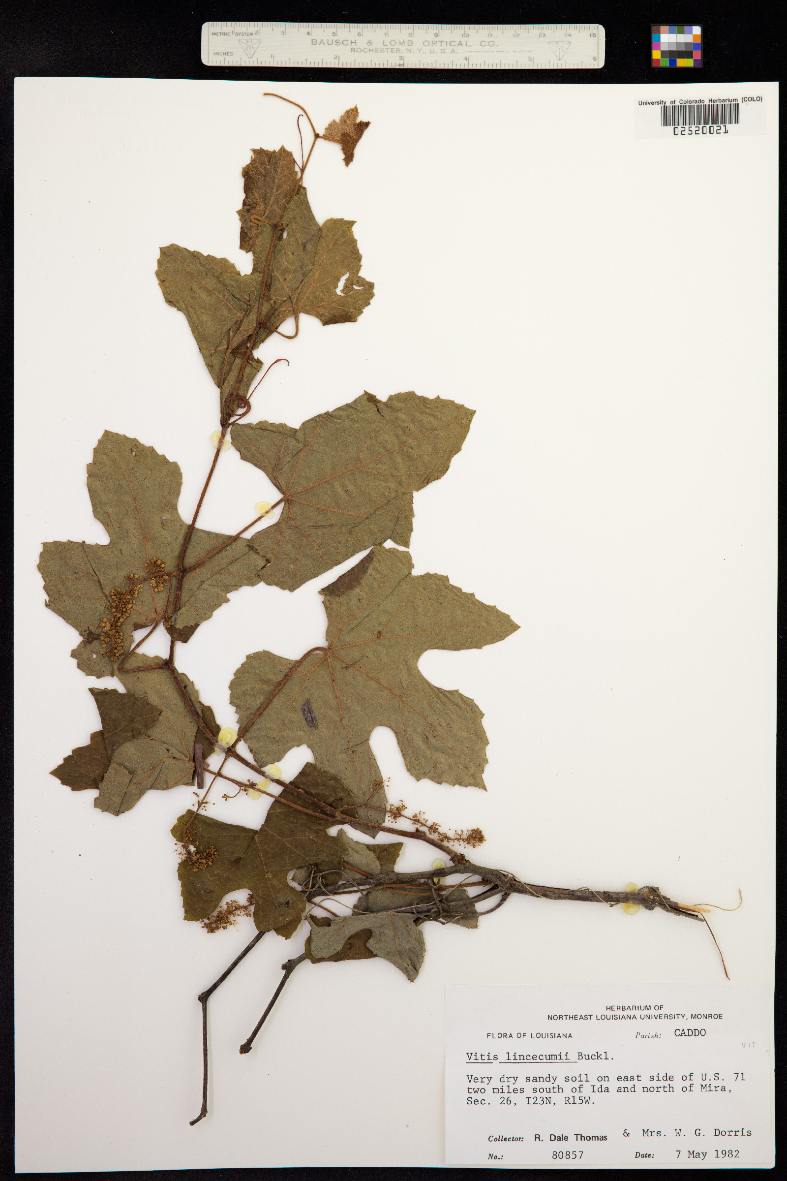 Vitis aestivalis image