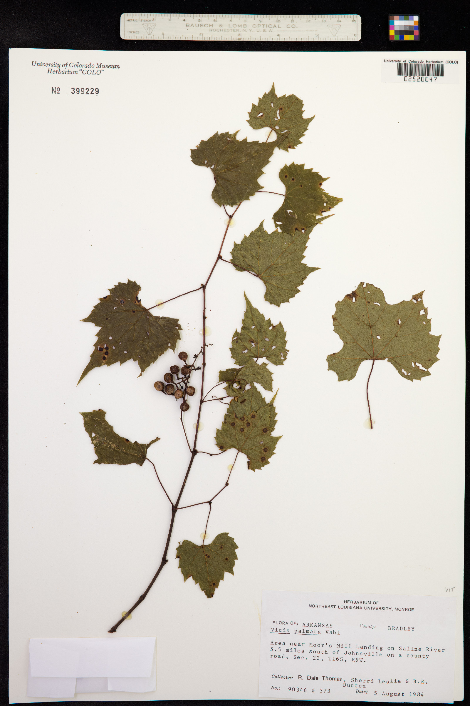 Vitis palmata image