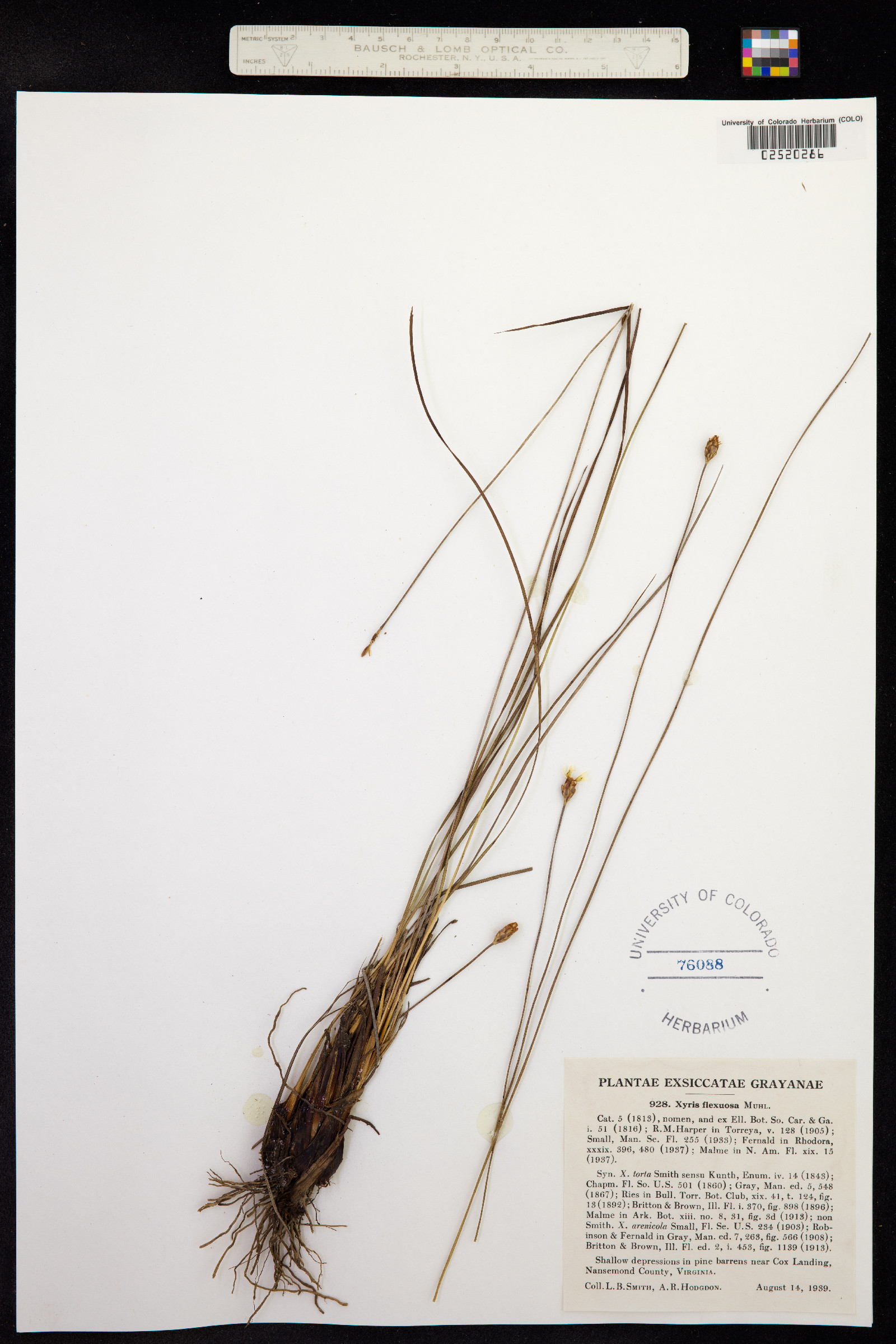 Xyris flexuosa image