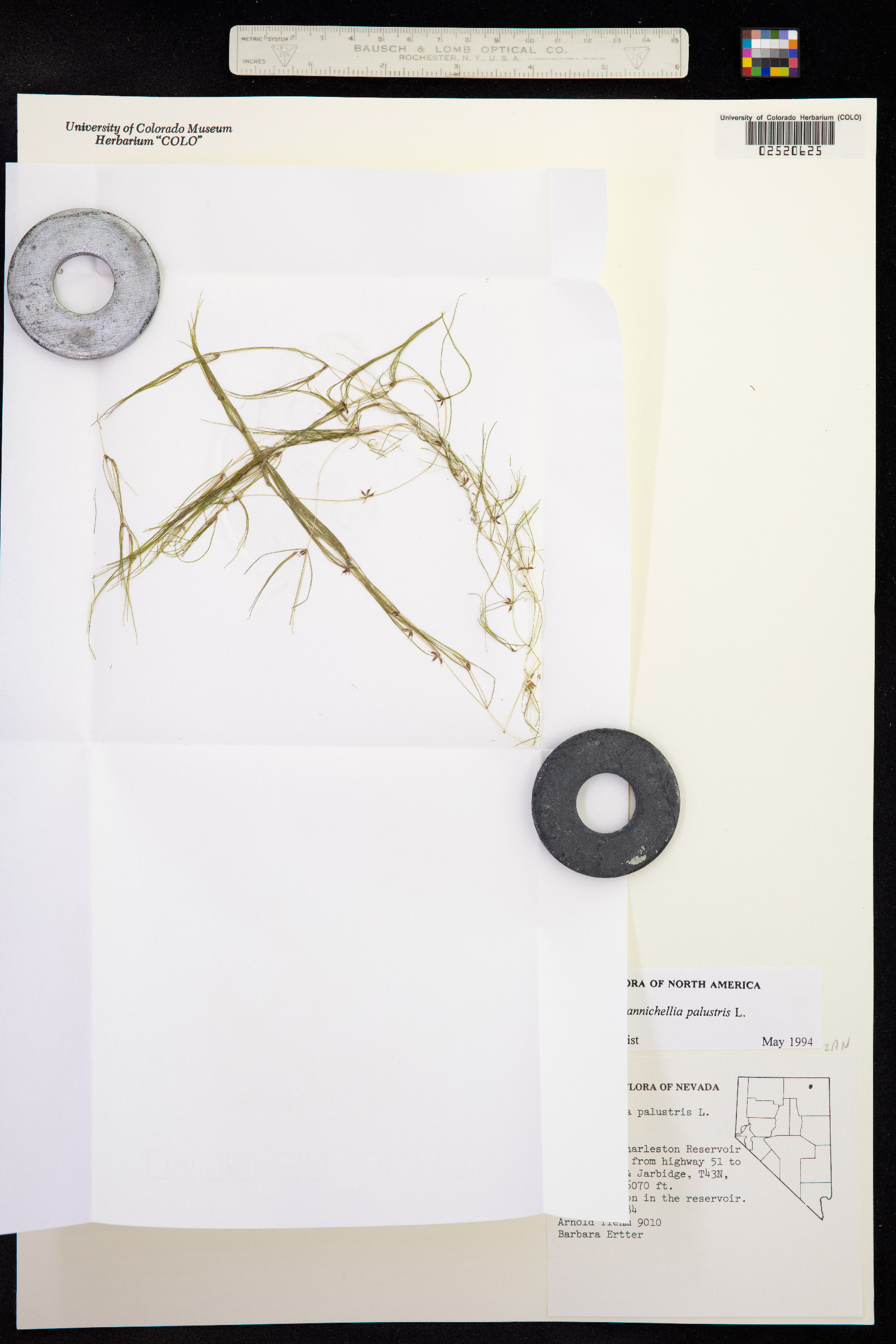 Zannichellia palustris image