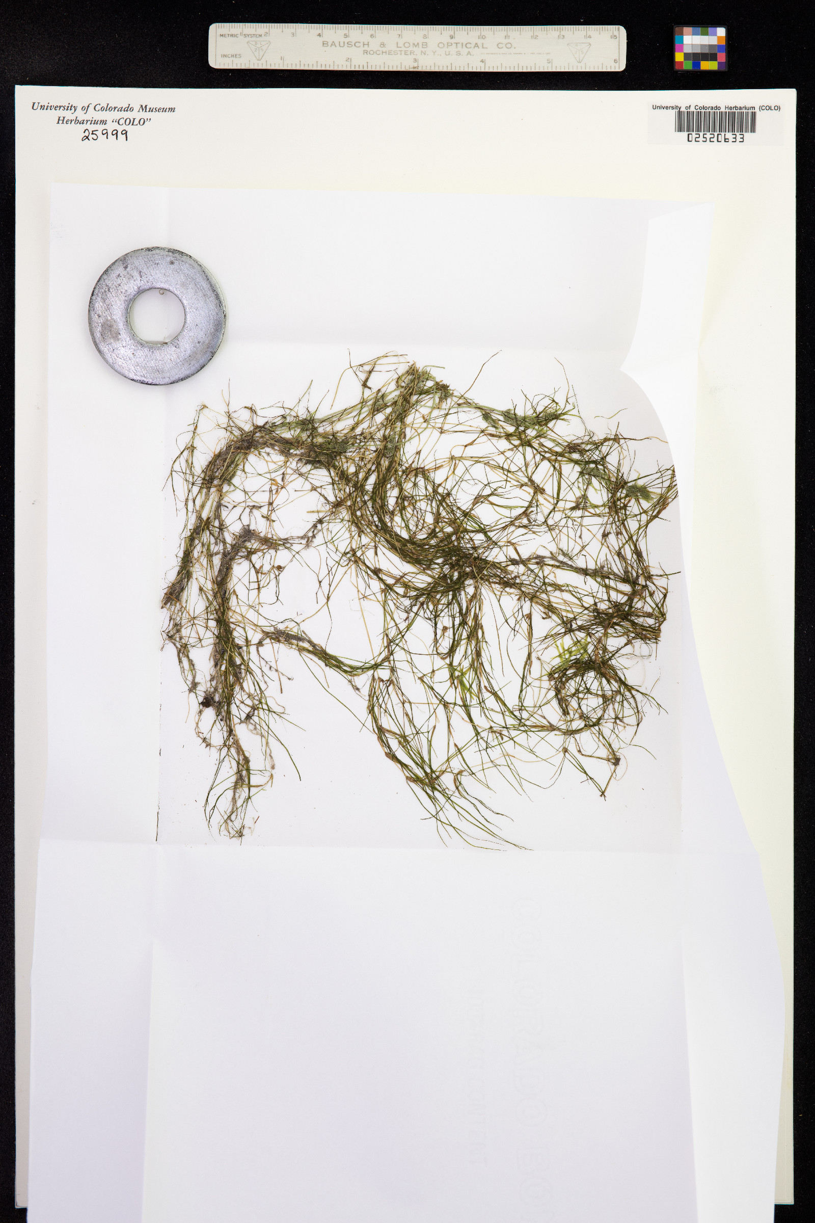 Zannichellia palustris image