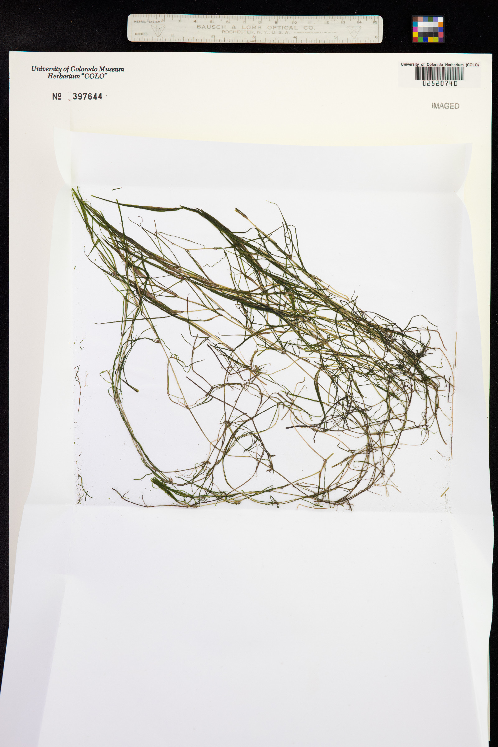 Zannichellia palustris image