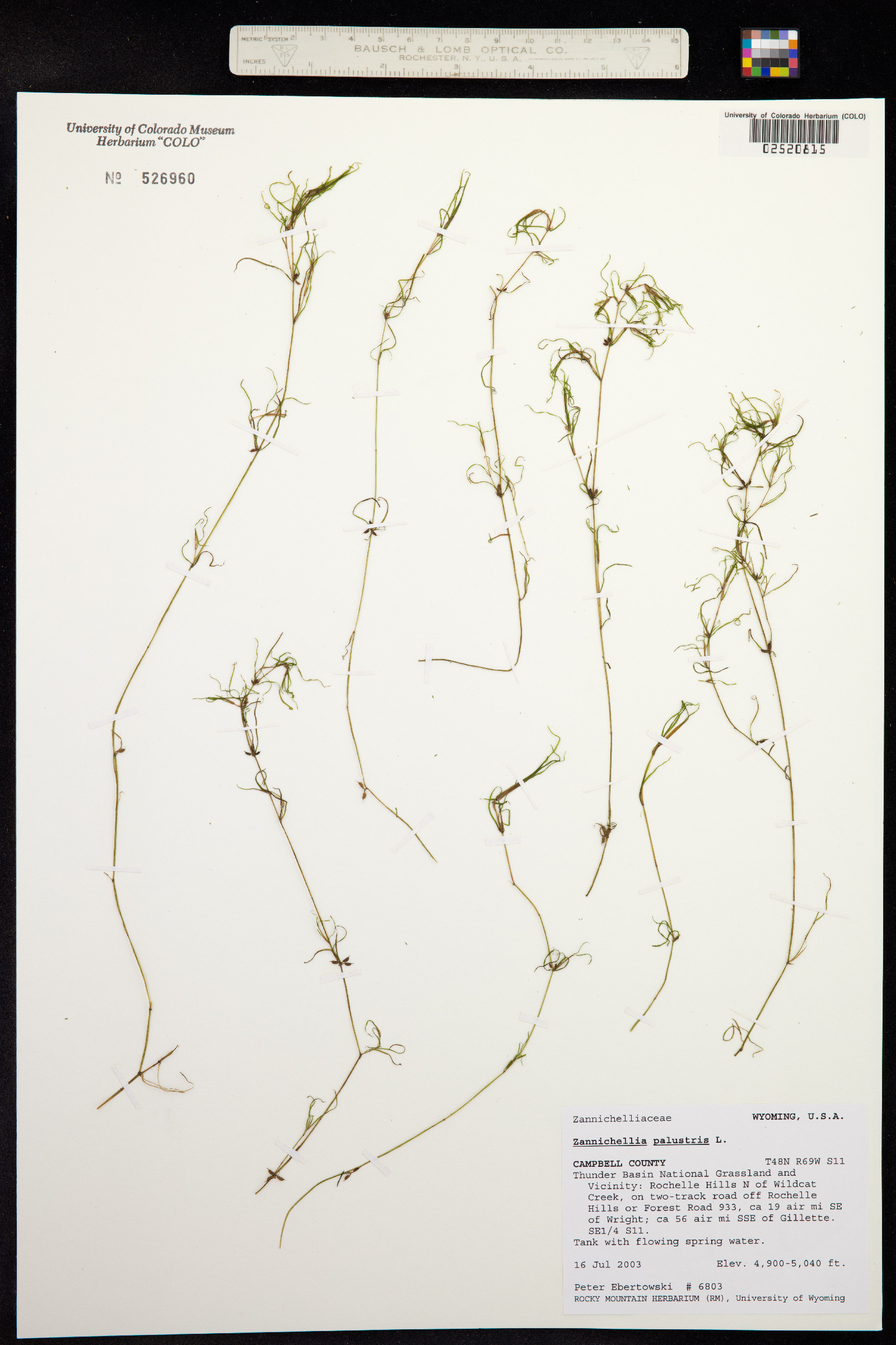 Zannichellia palustris image