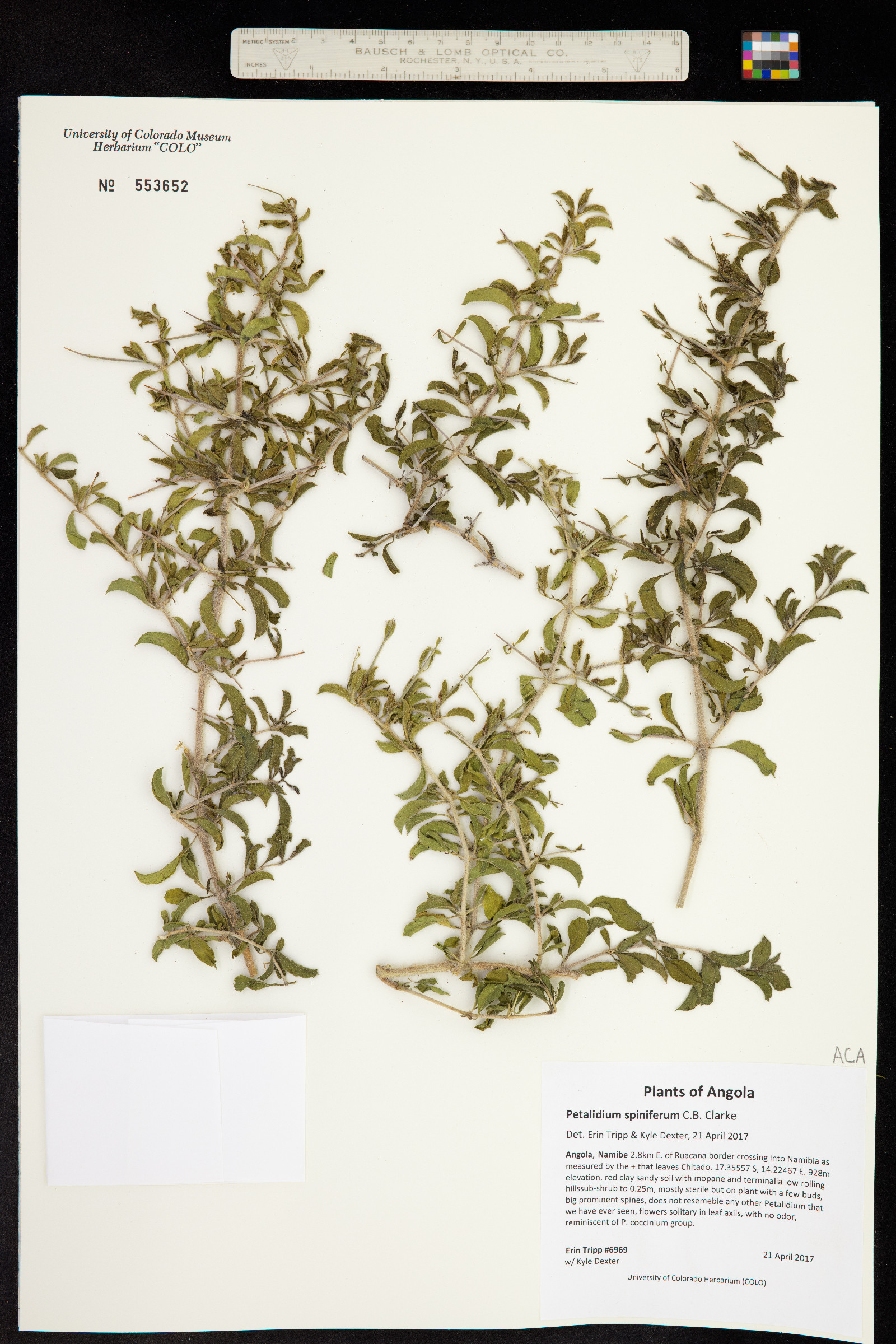 Petalidium spiniferum image