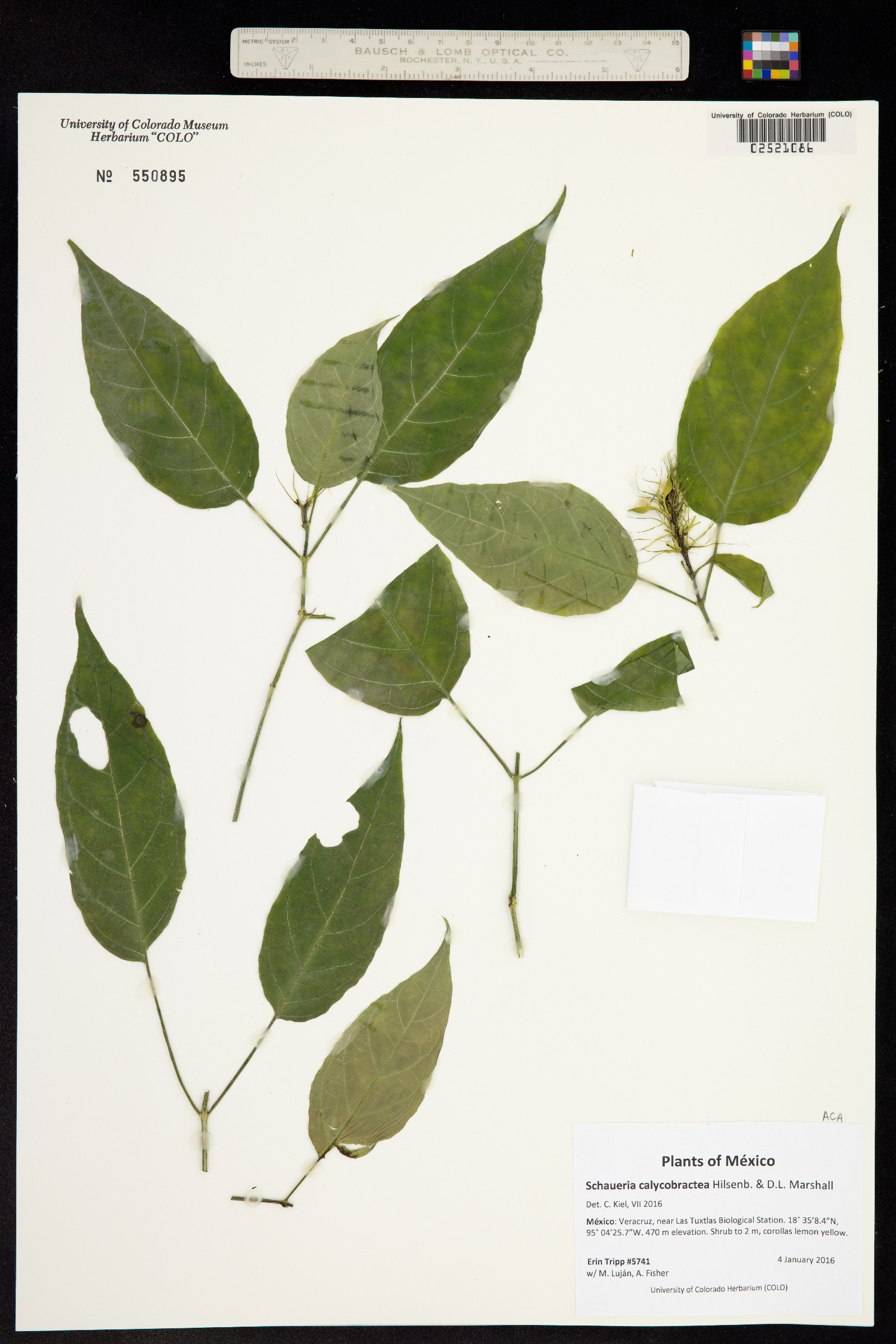 Schaueria parviflora image