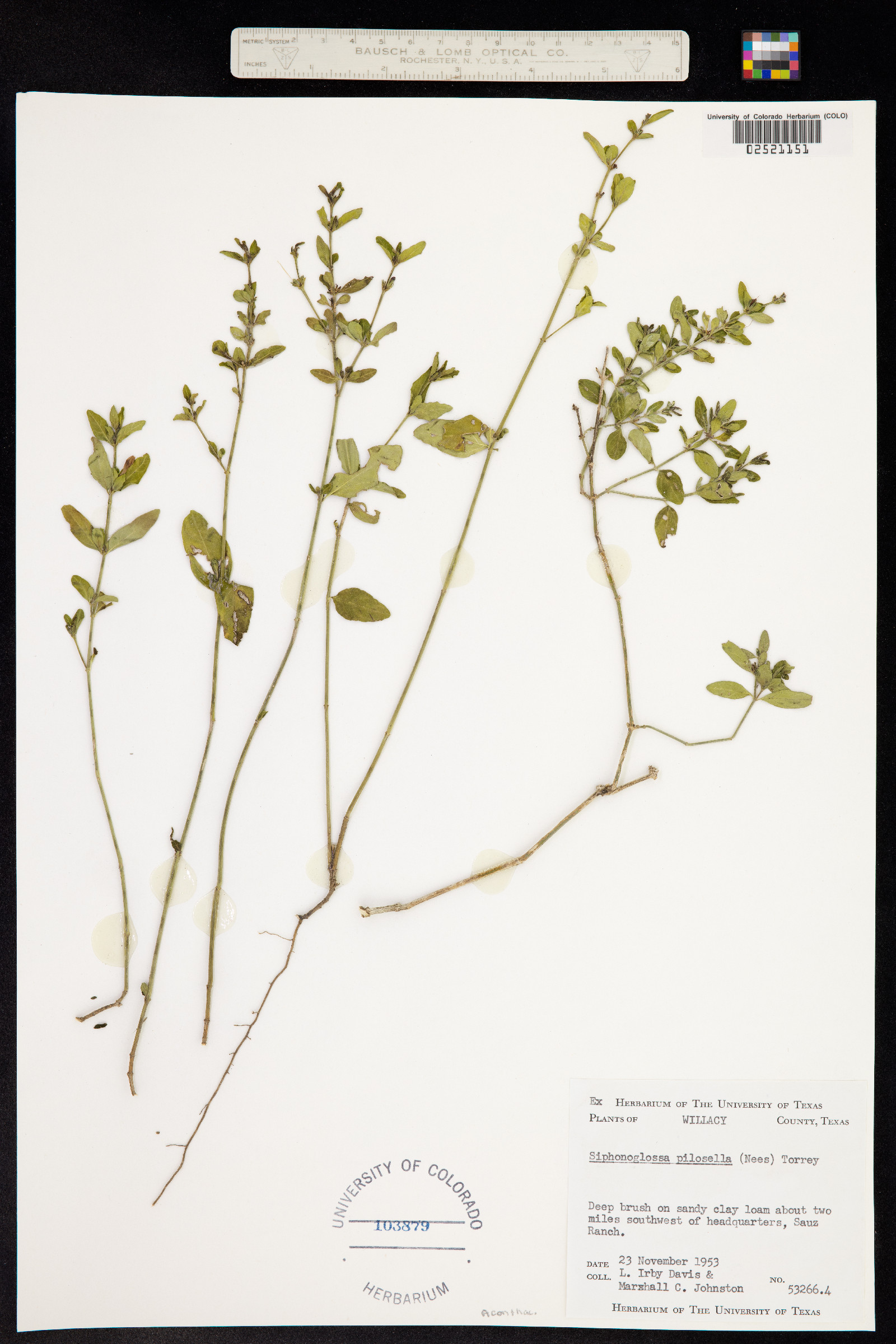 Justicia pilosella image