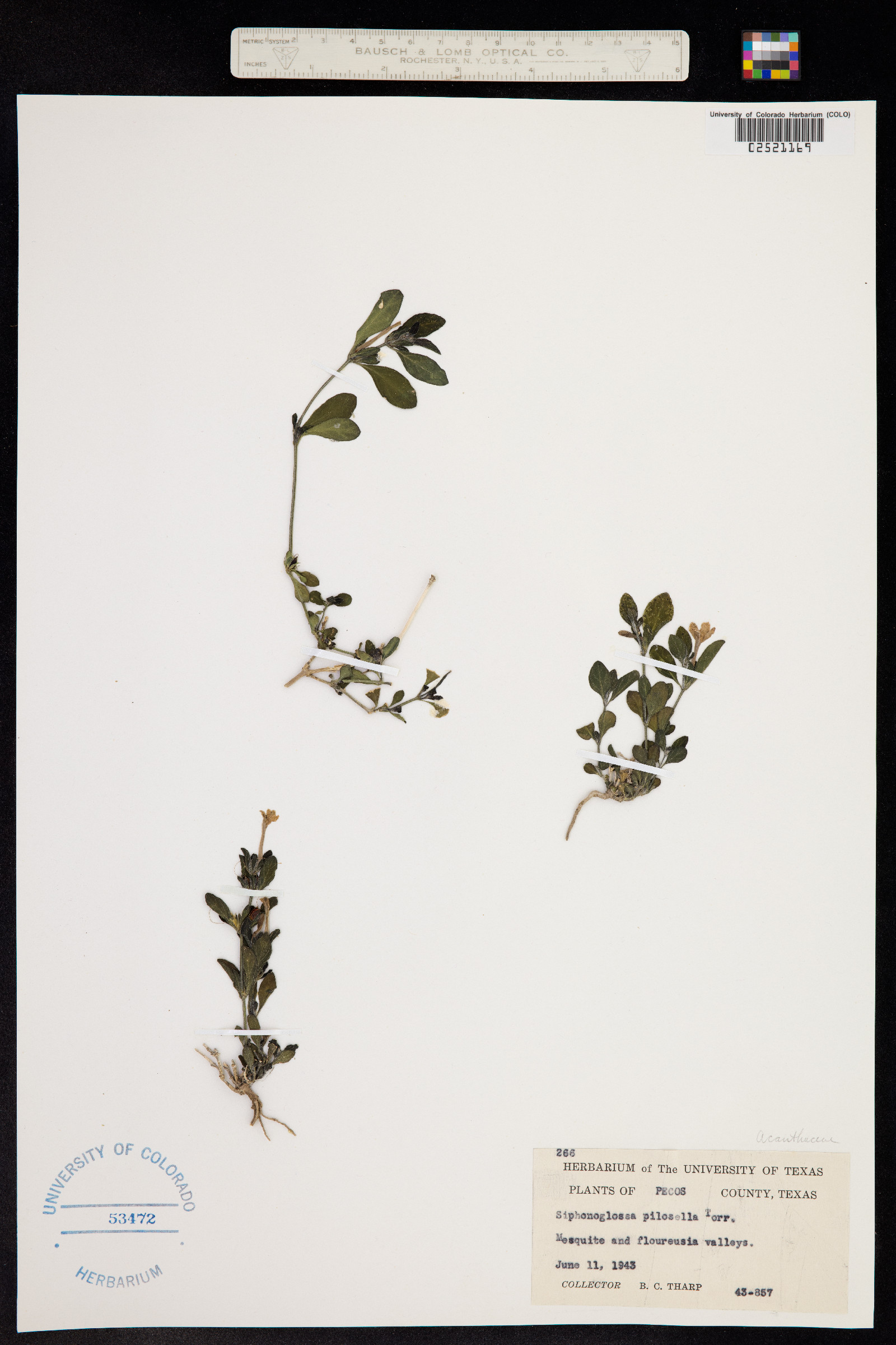 Gesneriaceae image