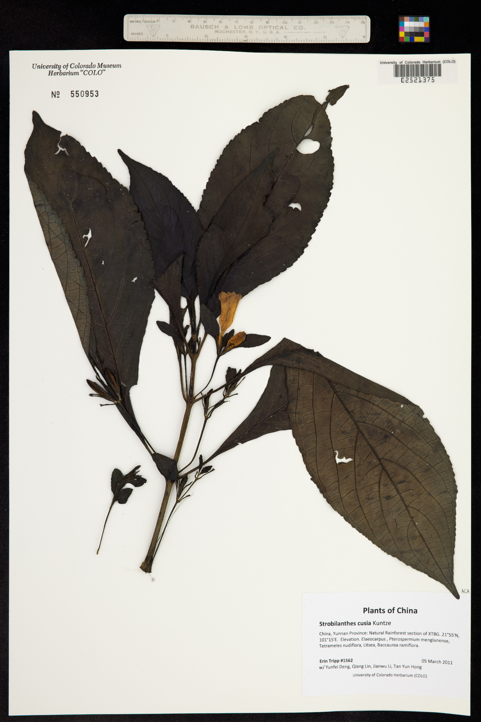 Strobilanthes cusia image
