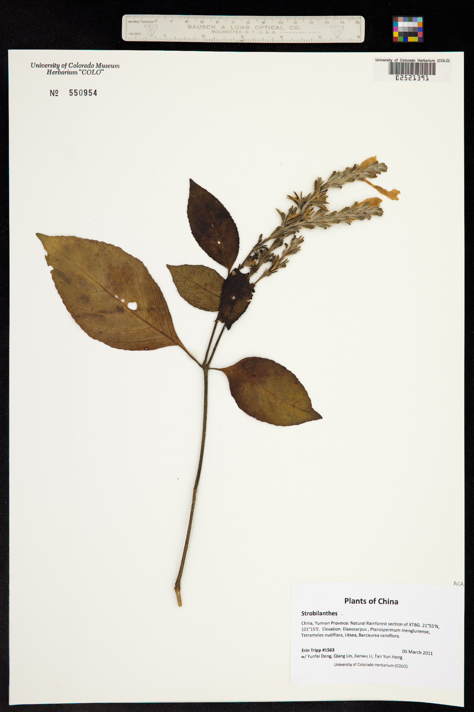 Strobilanthes image