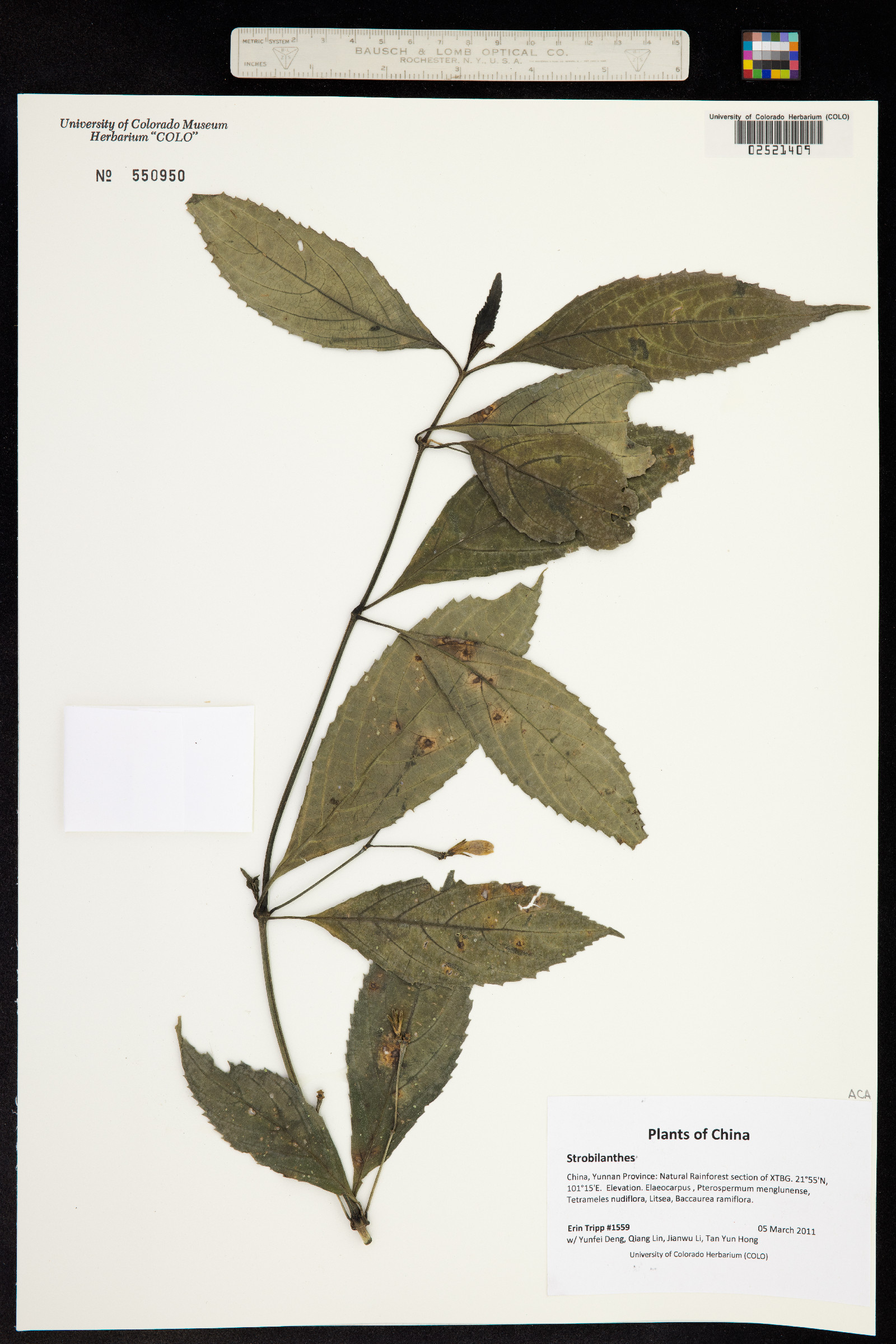 Strobilanthes image