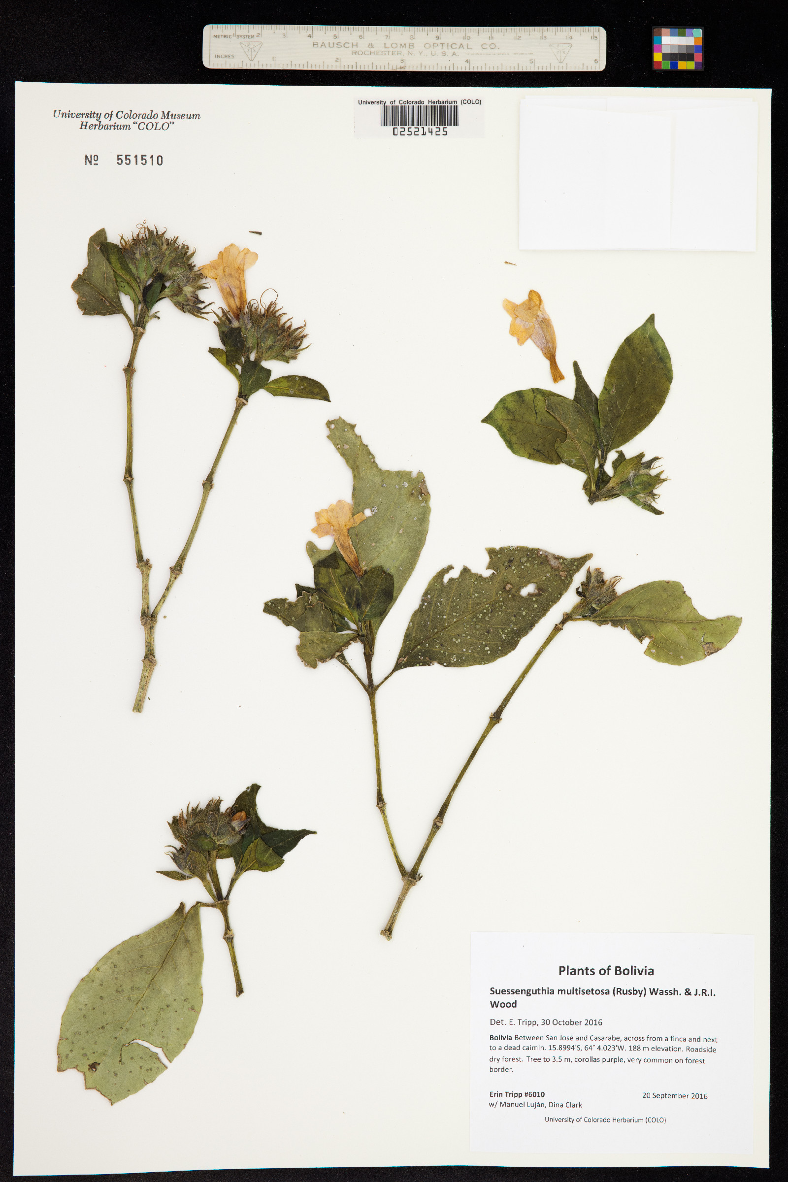 Suessenguthia wenzelii image